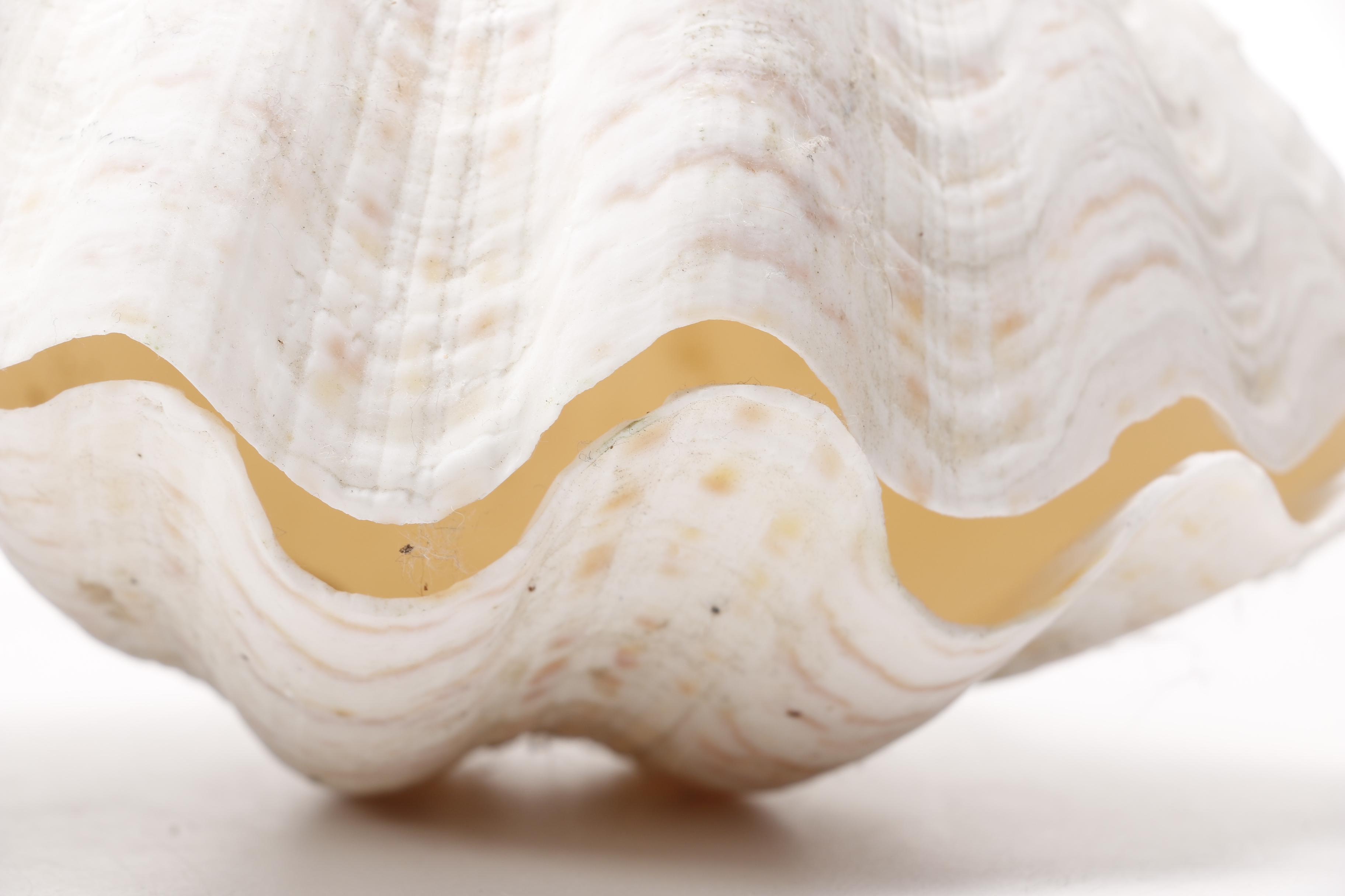 Clam and Scallop Seashells