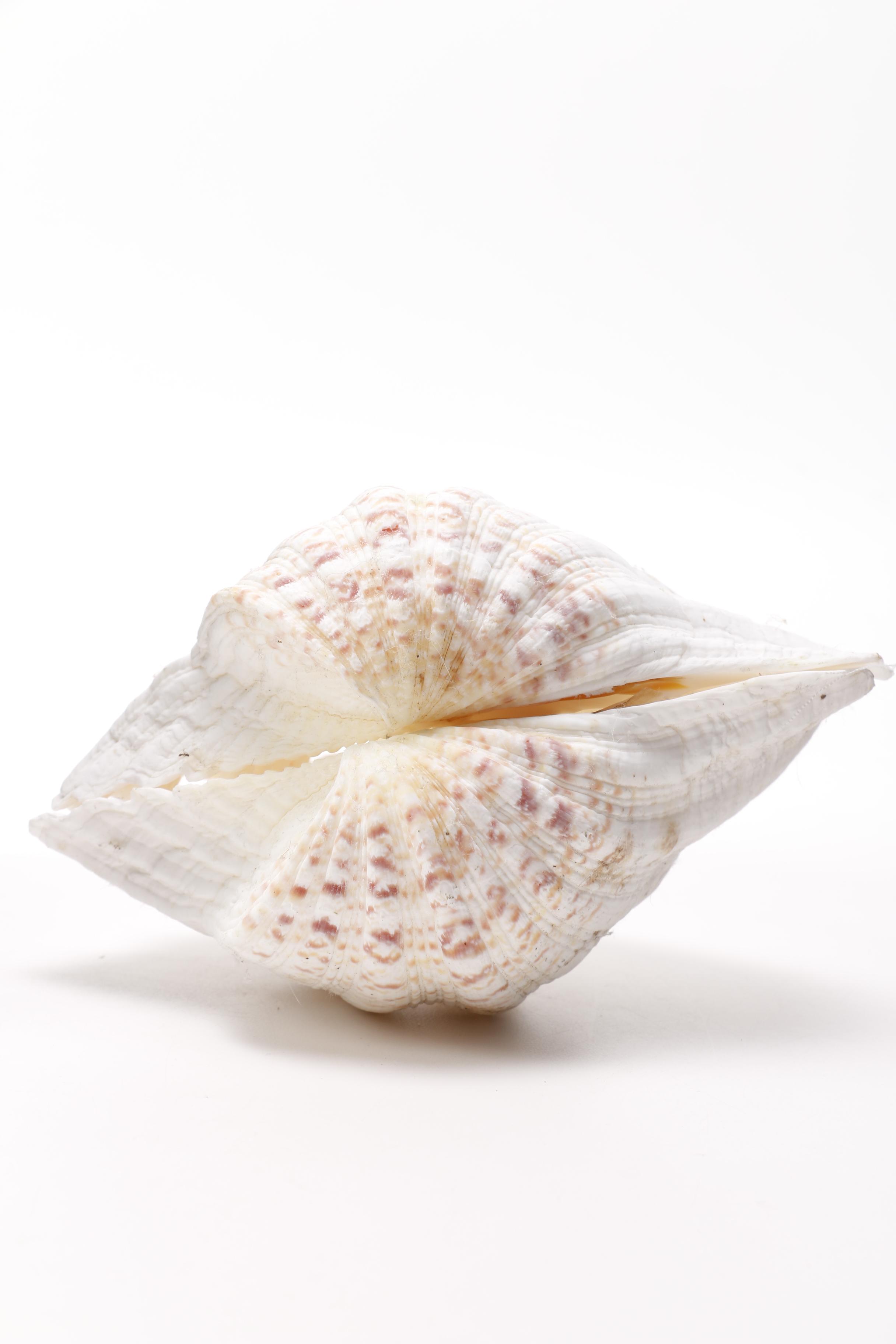 Clam and Scallop Seashells