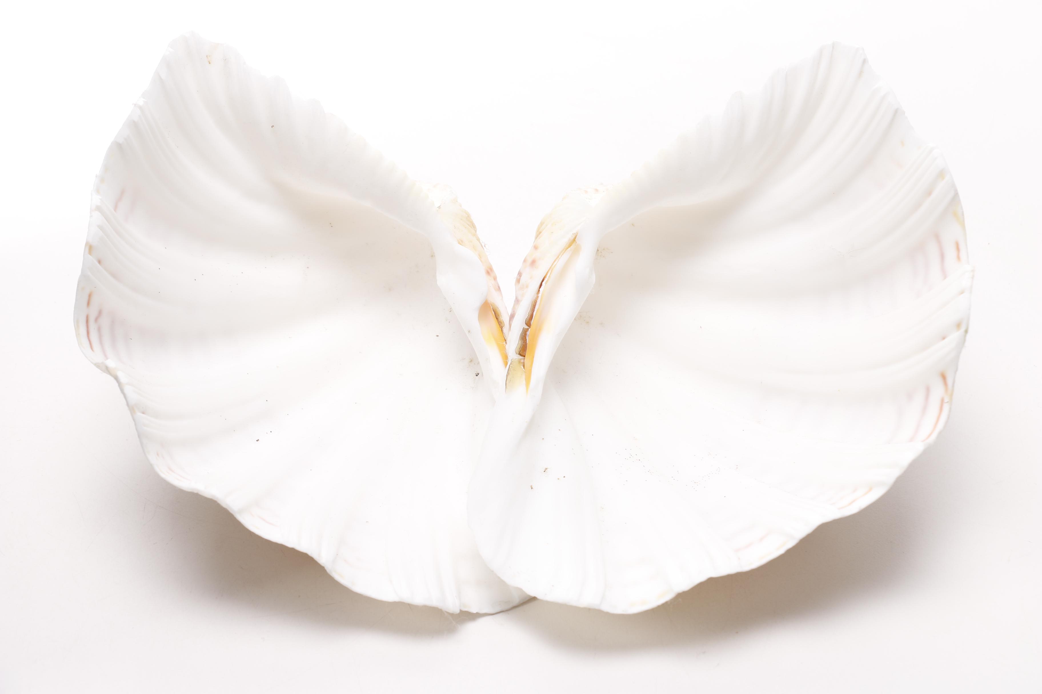 Clam and Scallop Seashells