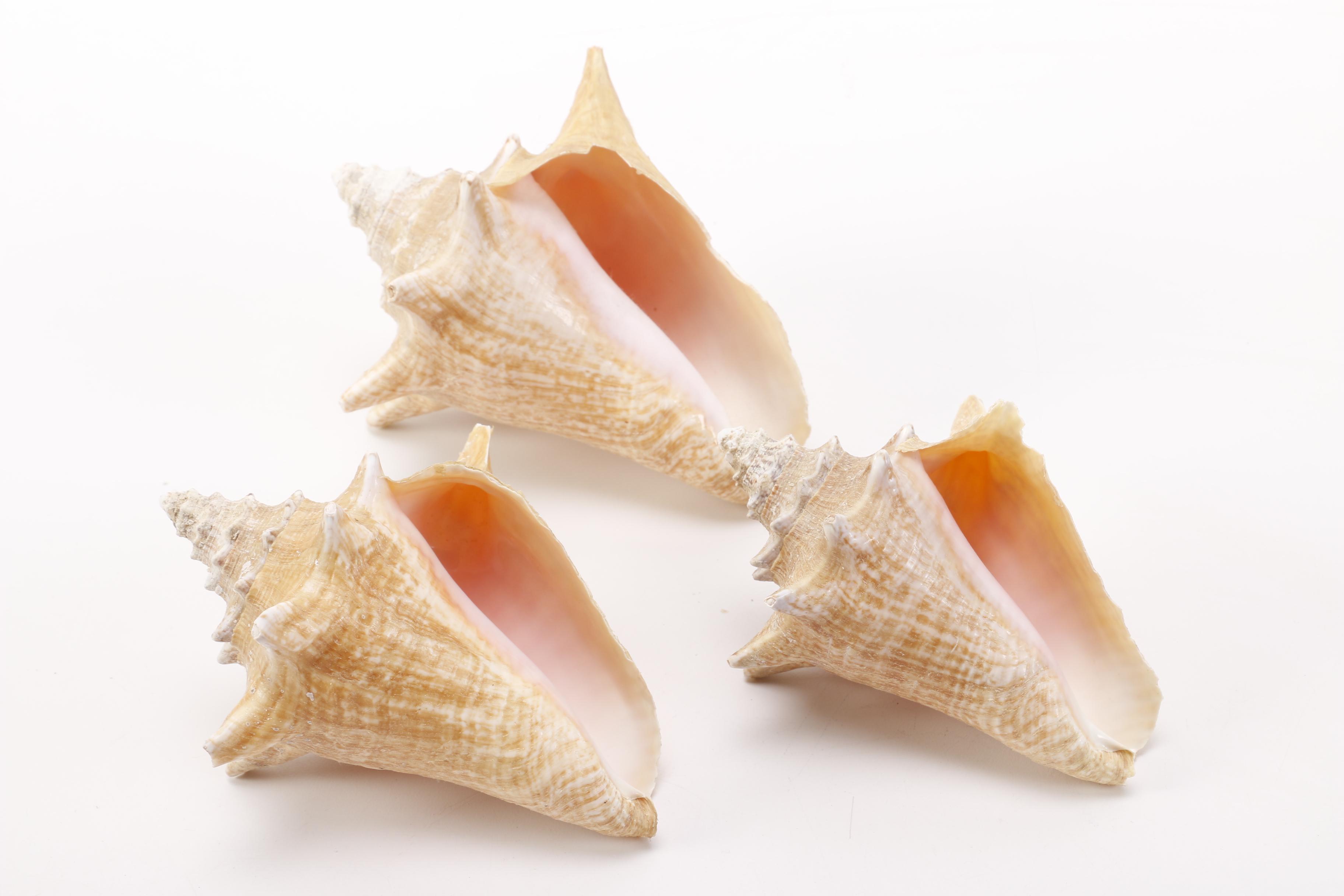 Recent Conch Shells