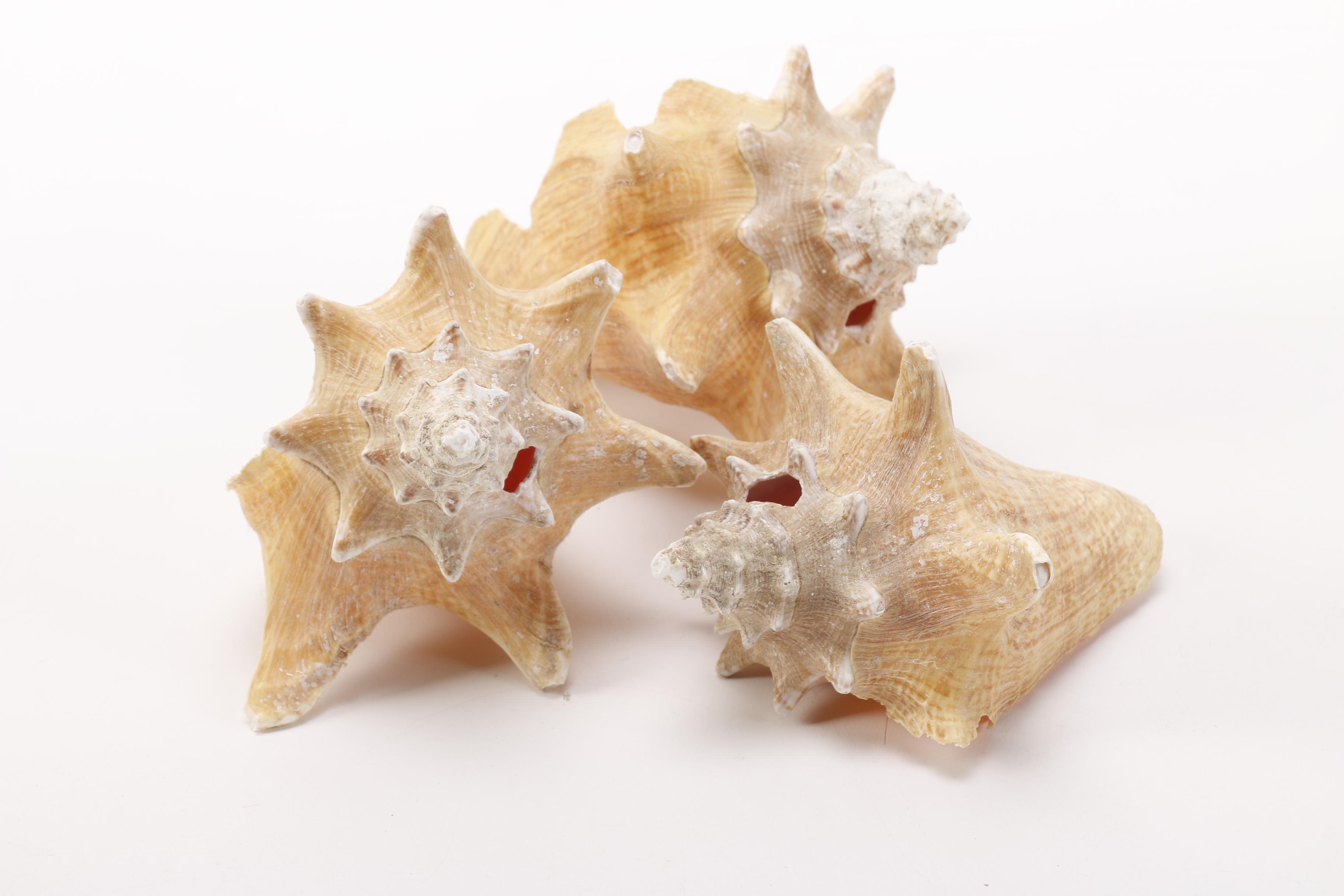 Recent Conch Shells