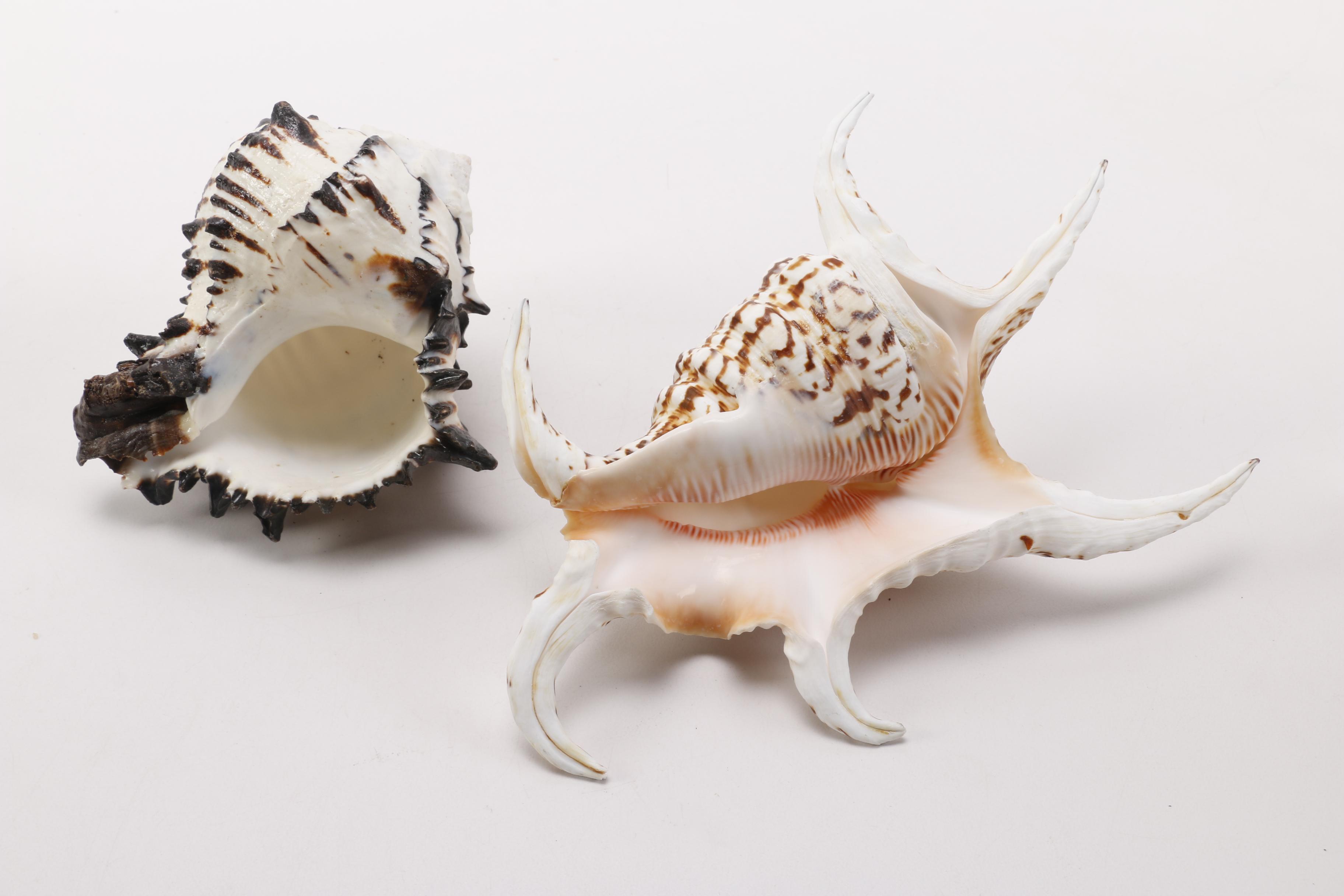 Recent Conch Shells