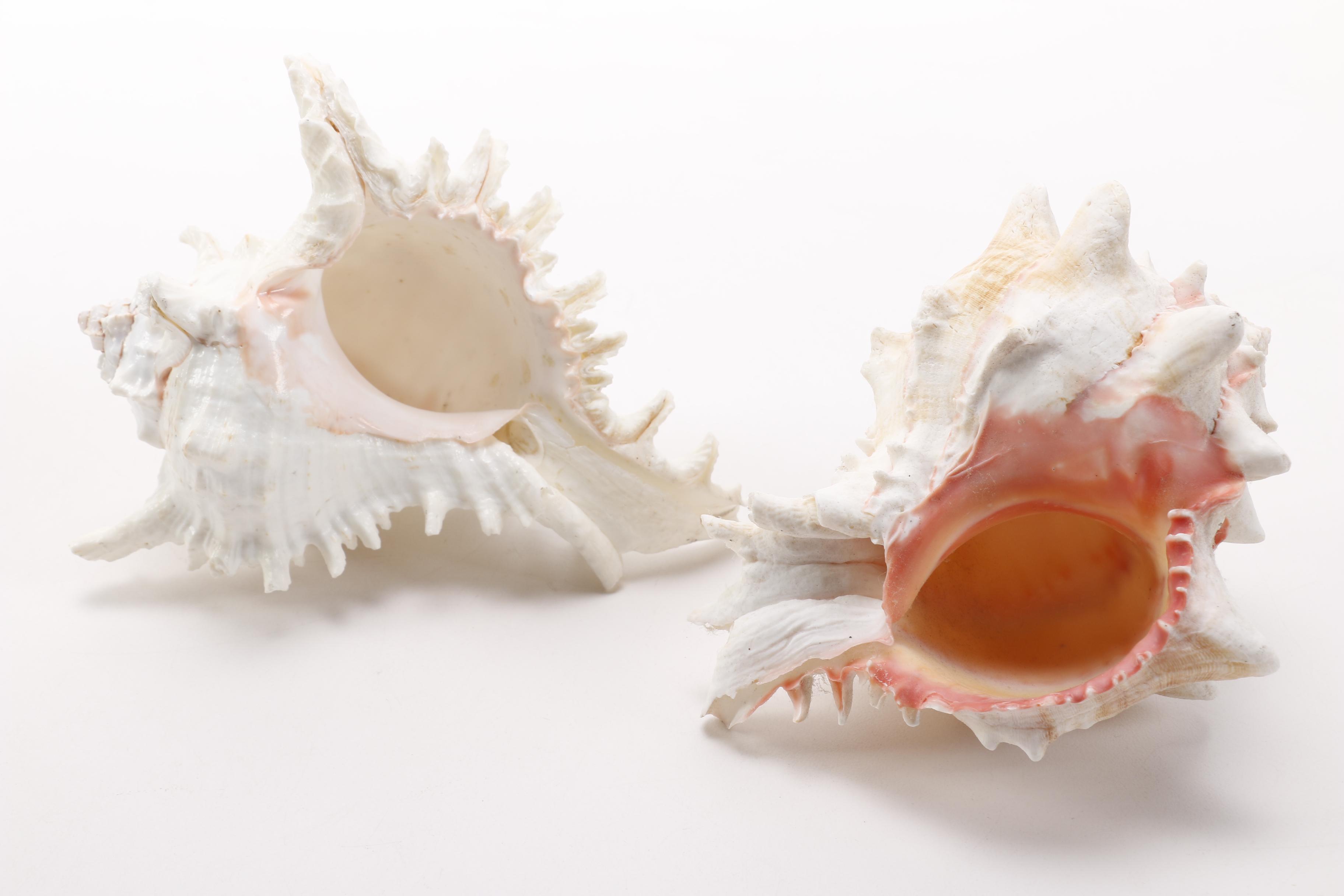 Recent Conch Shells