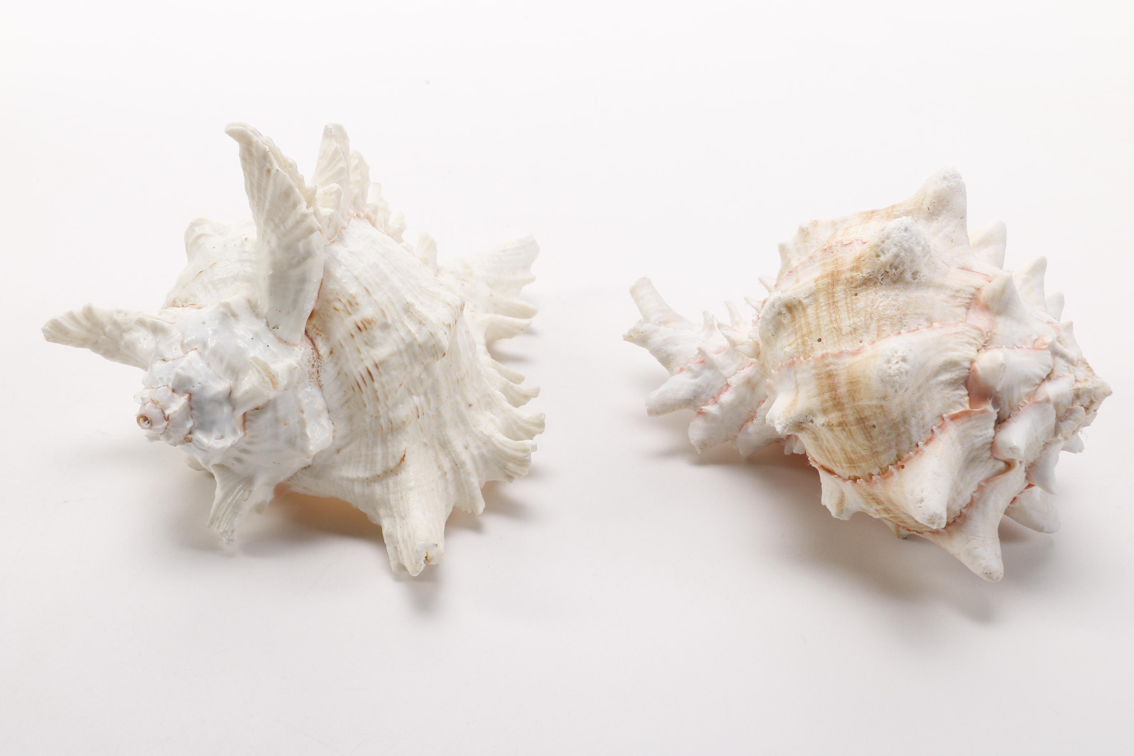 Recent Conch Shells
