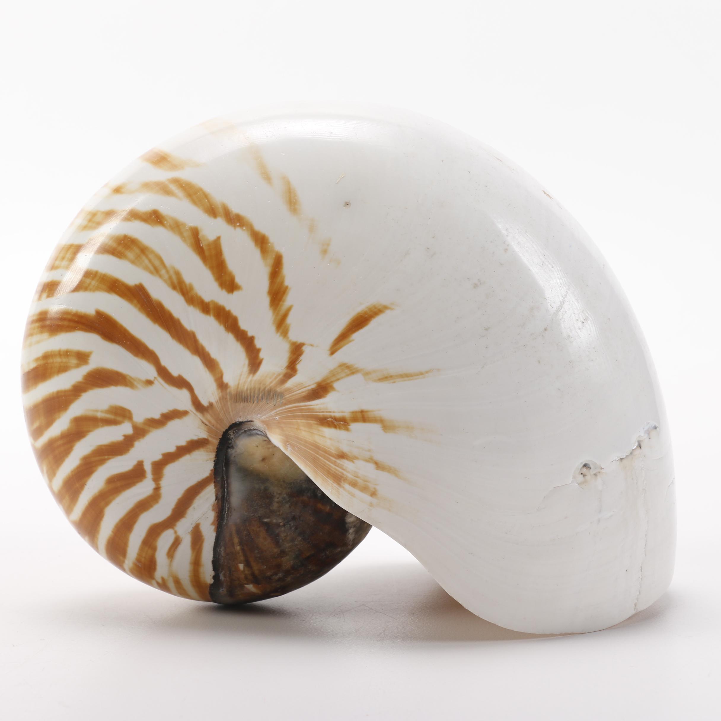 Recent Chambered Nautilus Shell