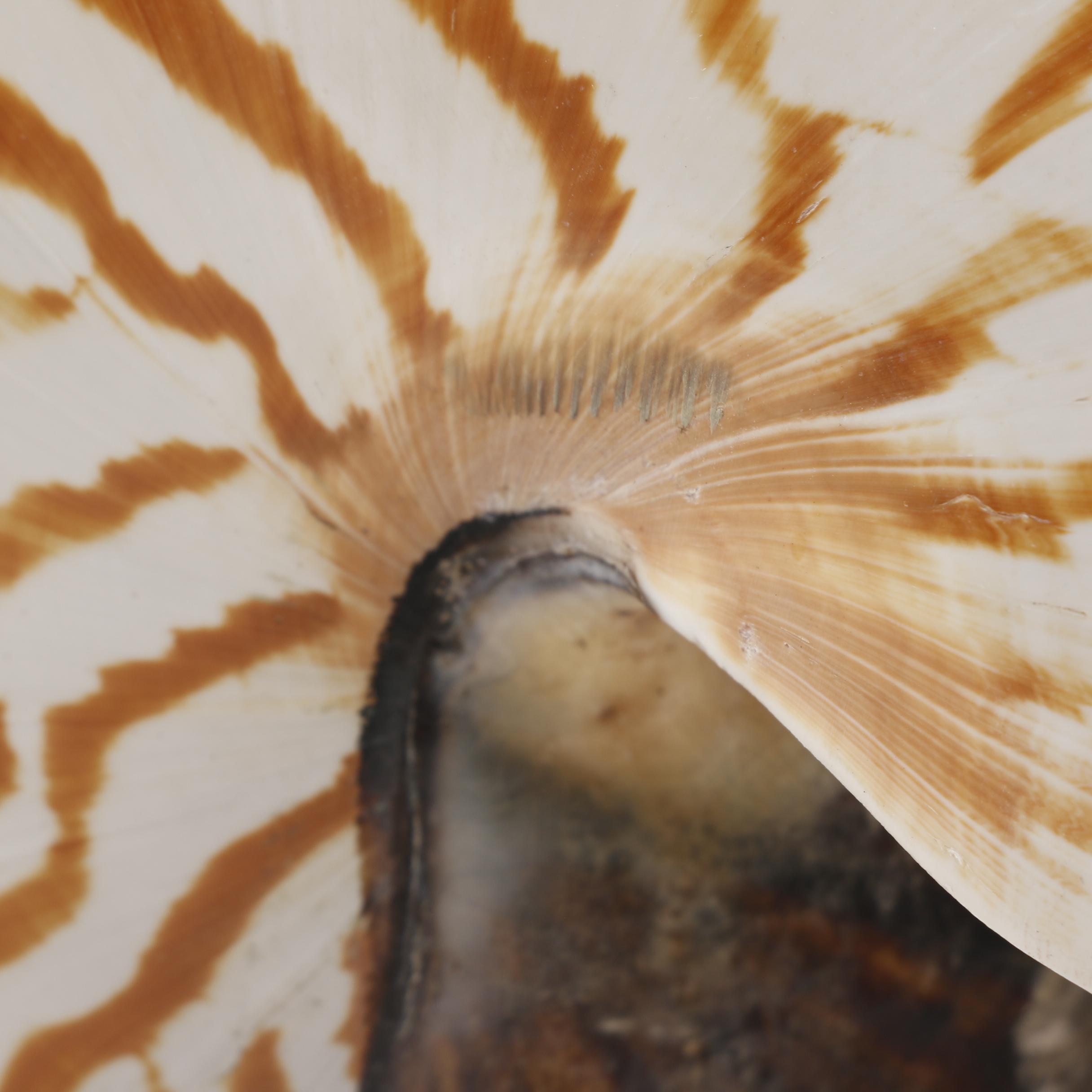 Recent Chambered Nautilus Shell