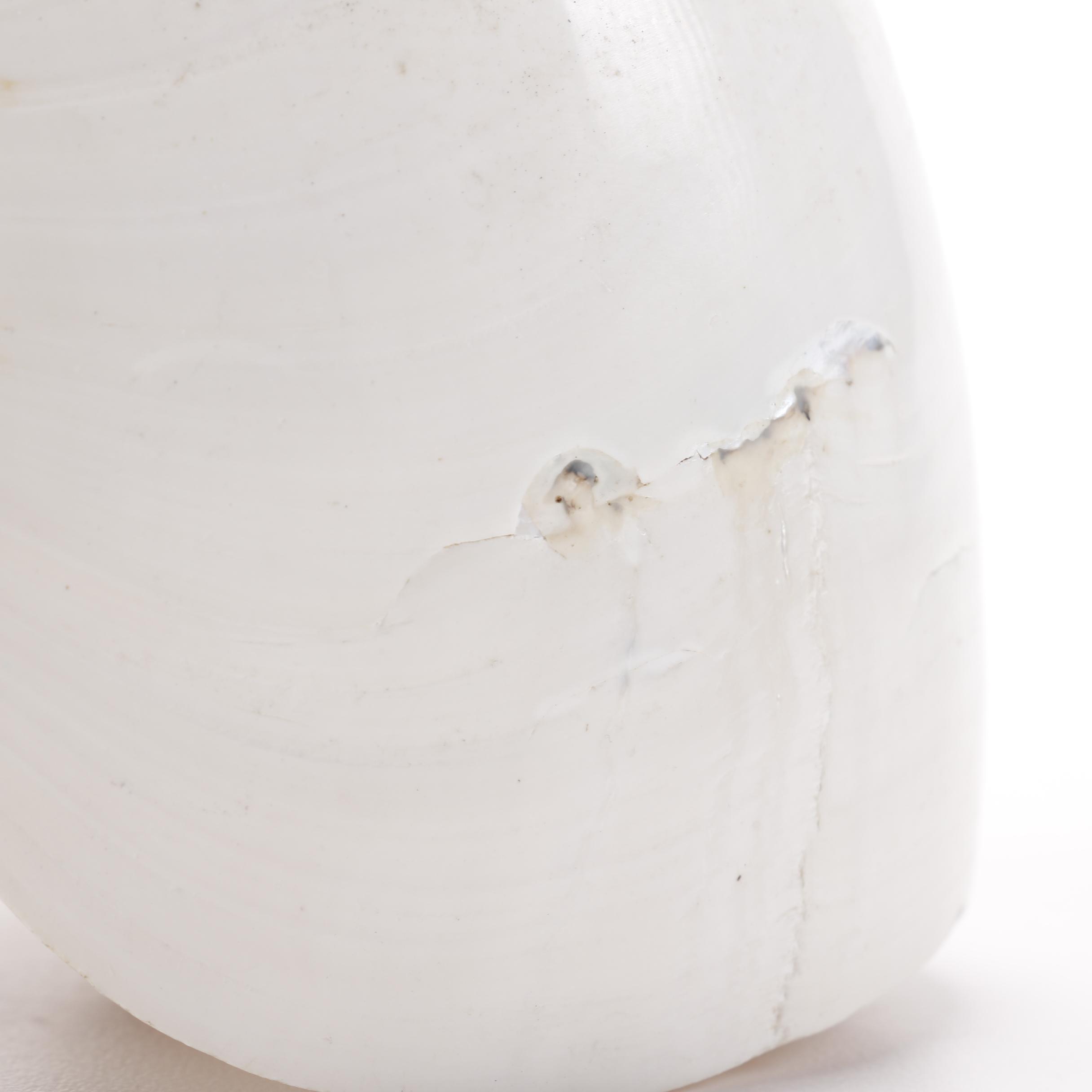 Recent Chambered Nautilus Shell