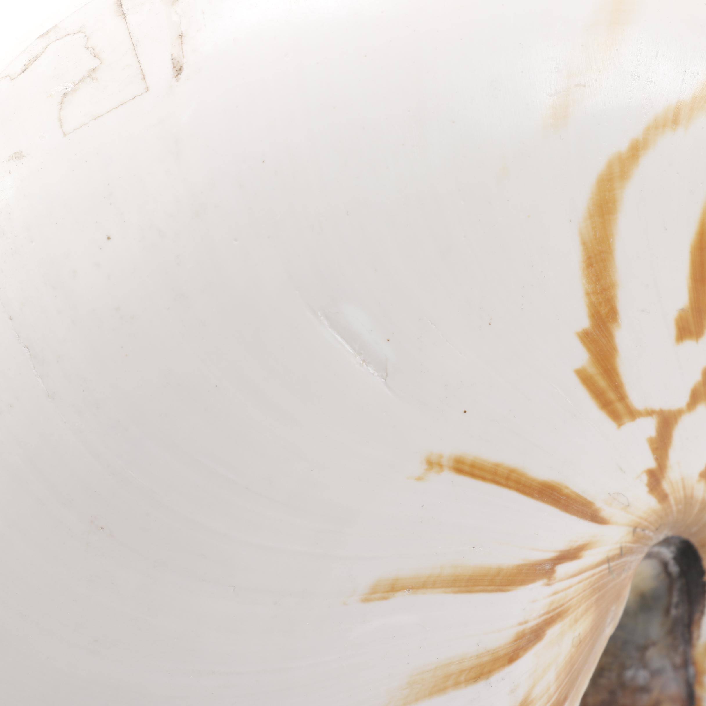 Recent Chambered Nautilus Shell