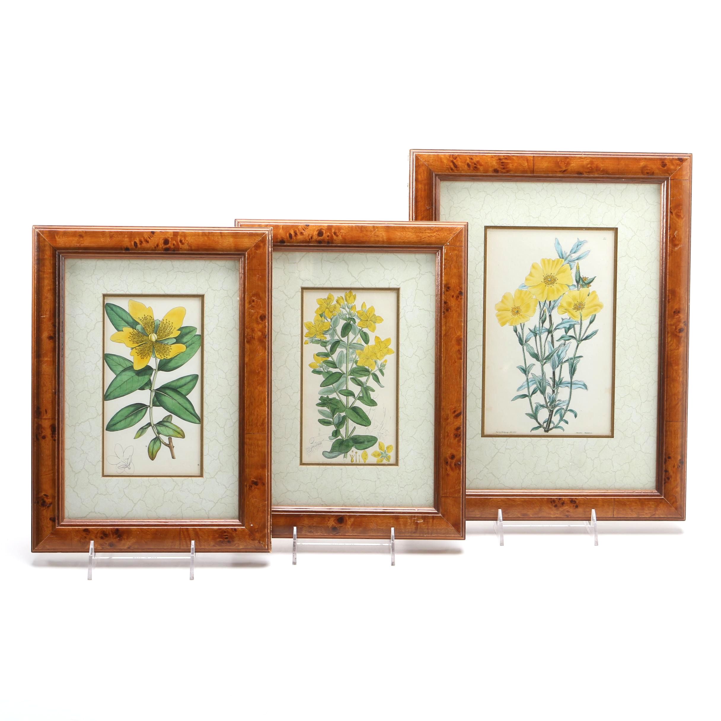 Hand Colored Botanical Engravings from British Botany Books