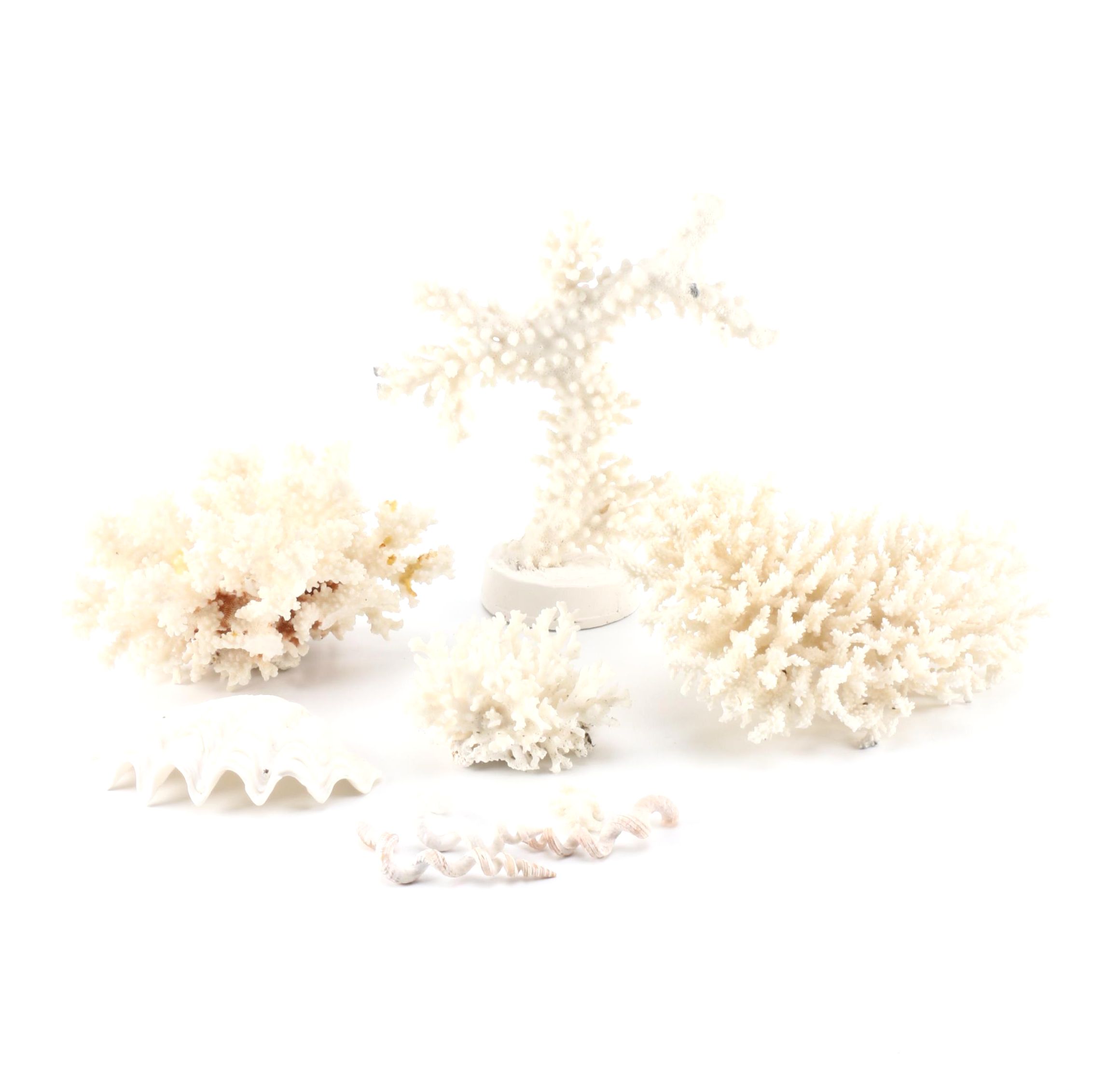 Recent Marine Specimens