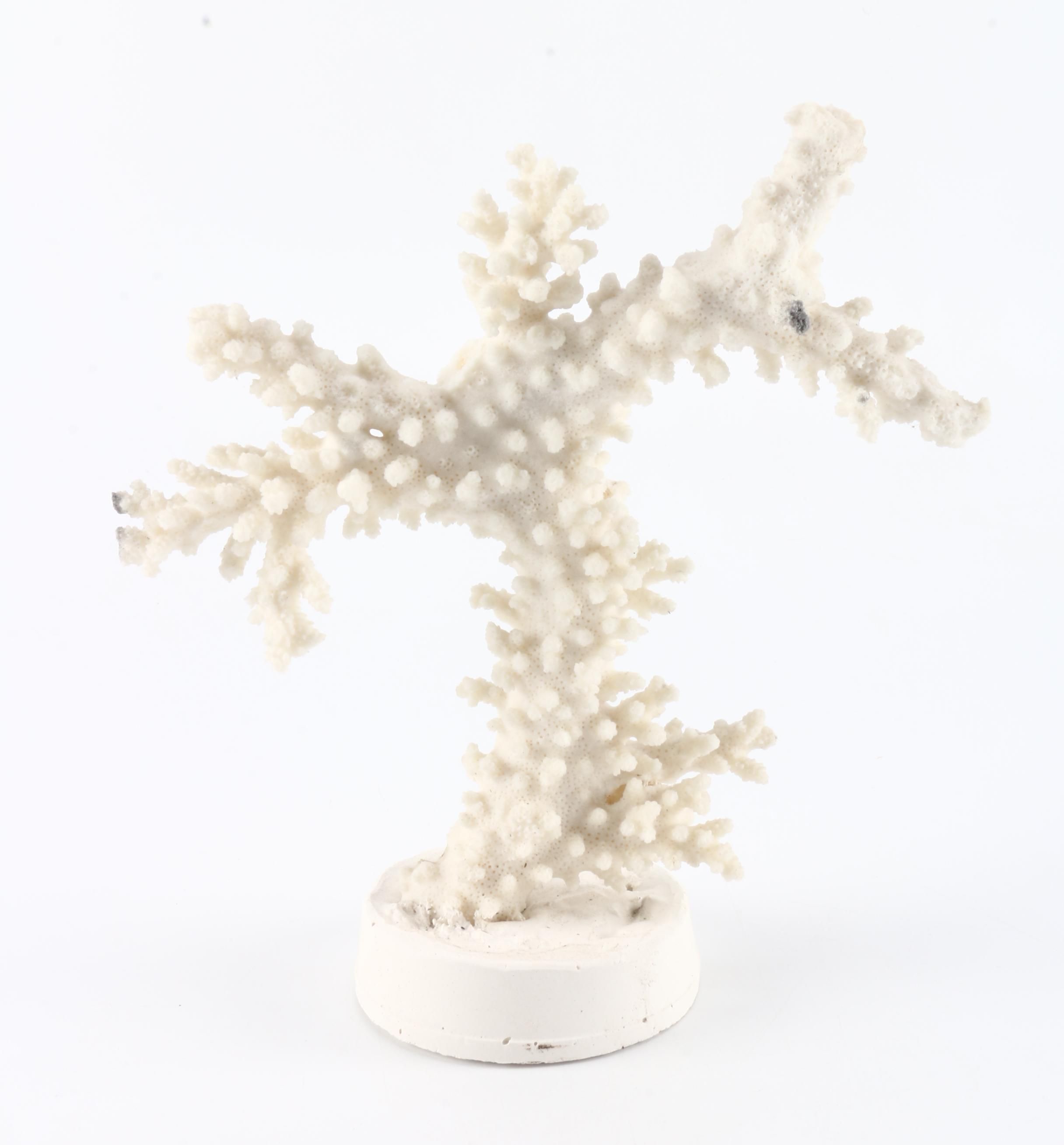 Recent Marine Specimens