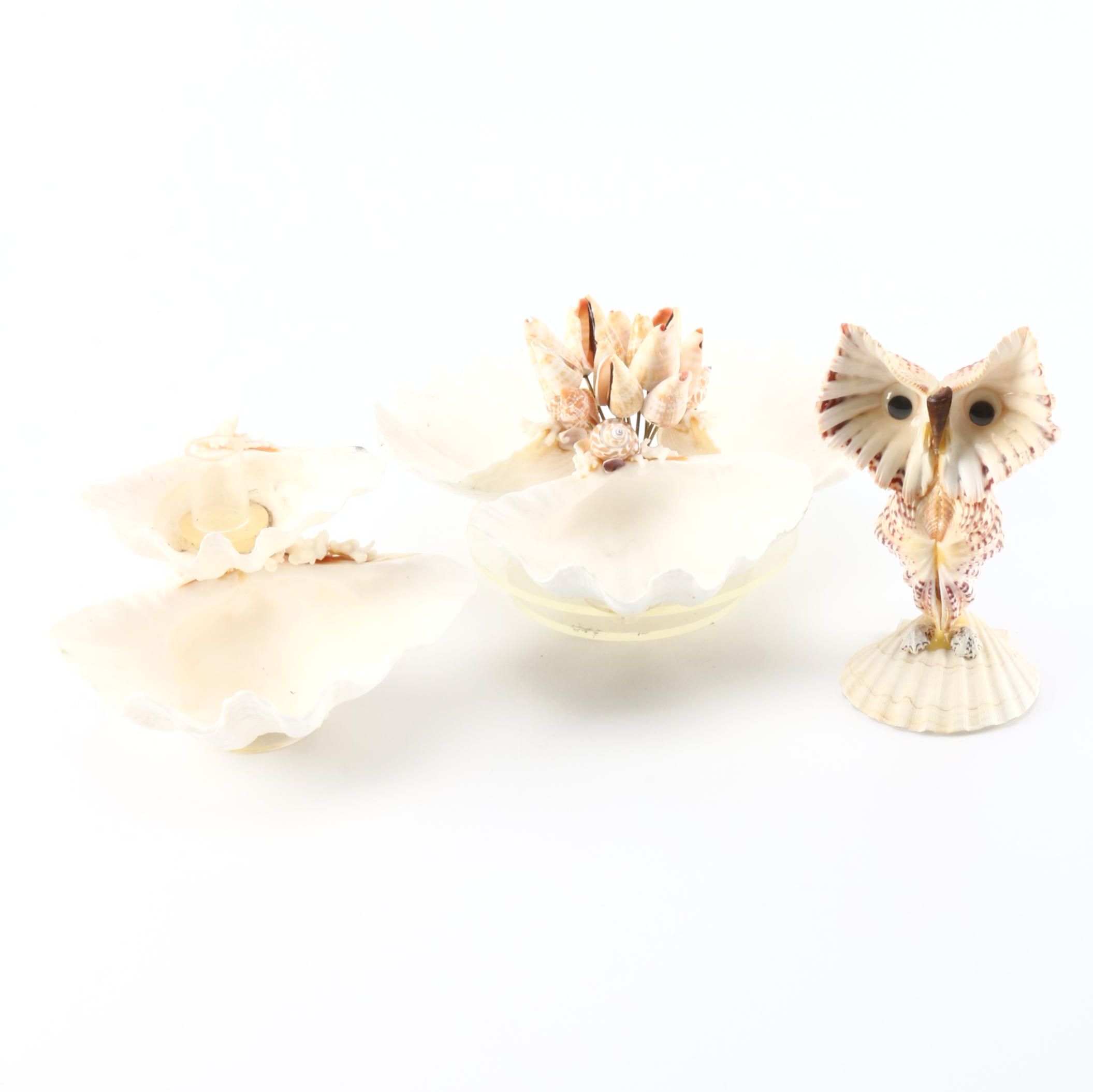 Collection of Seashells