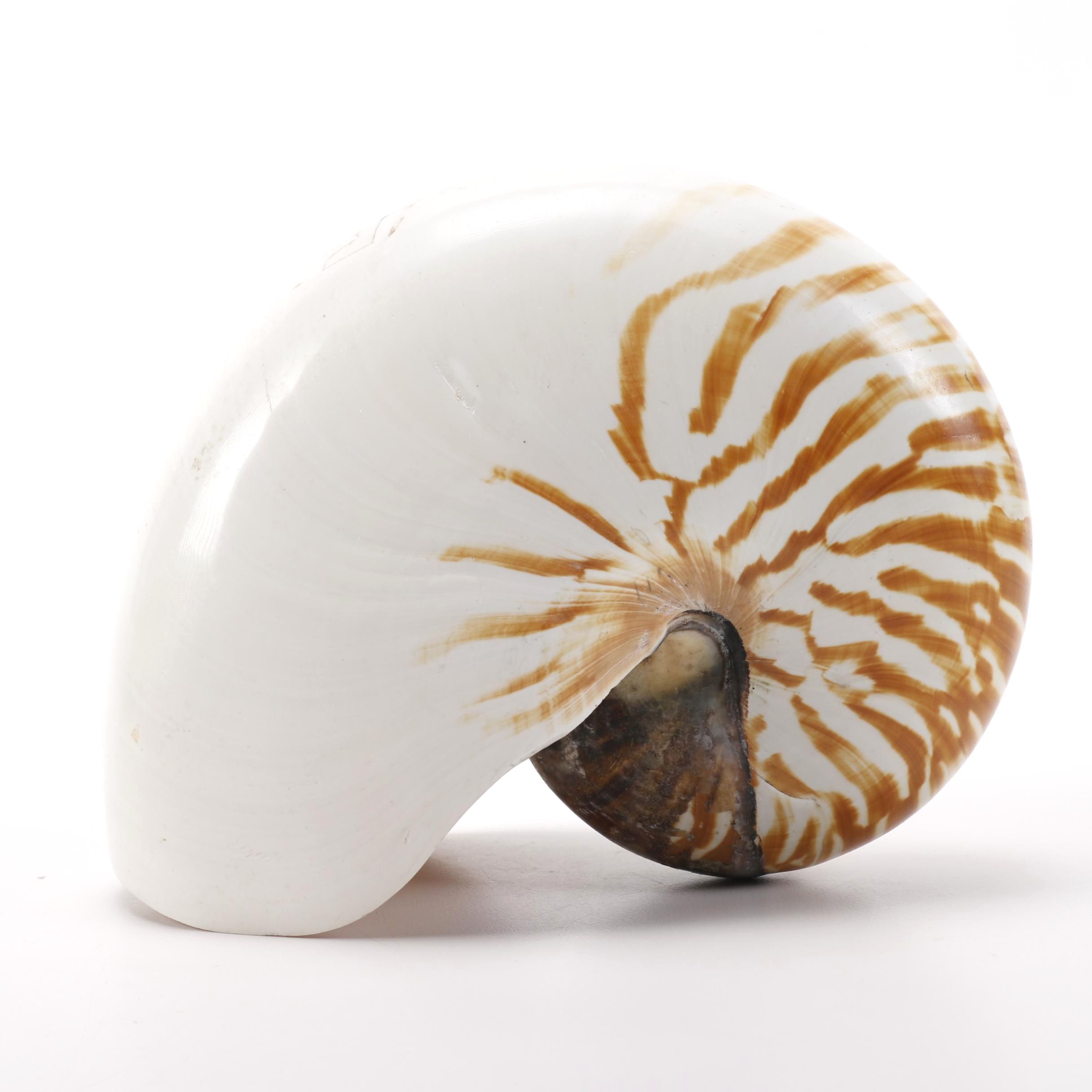 Recent Chambered Nautilus Shell