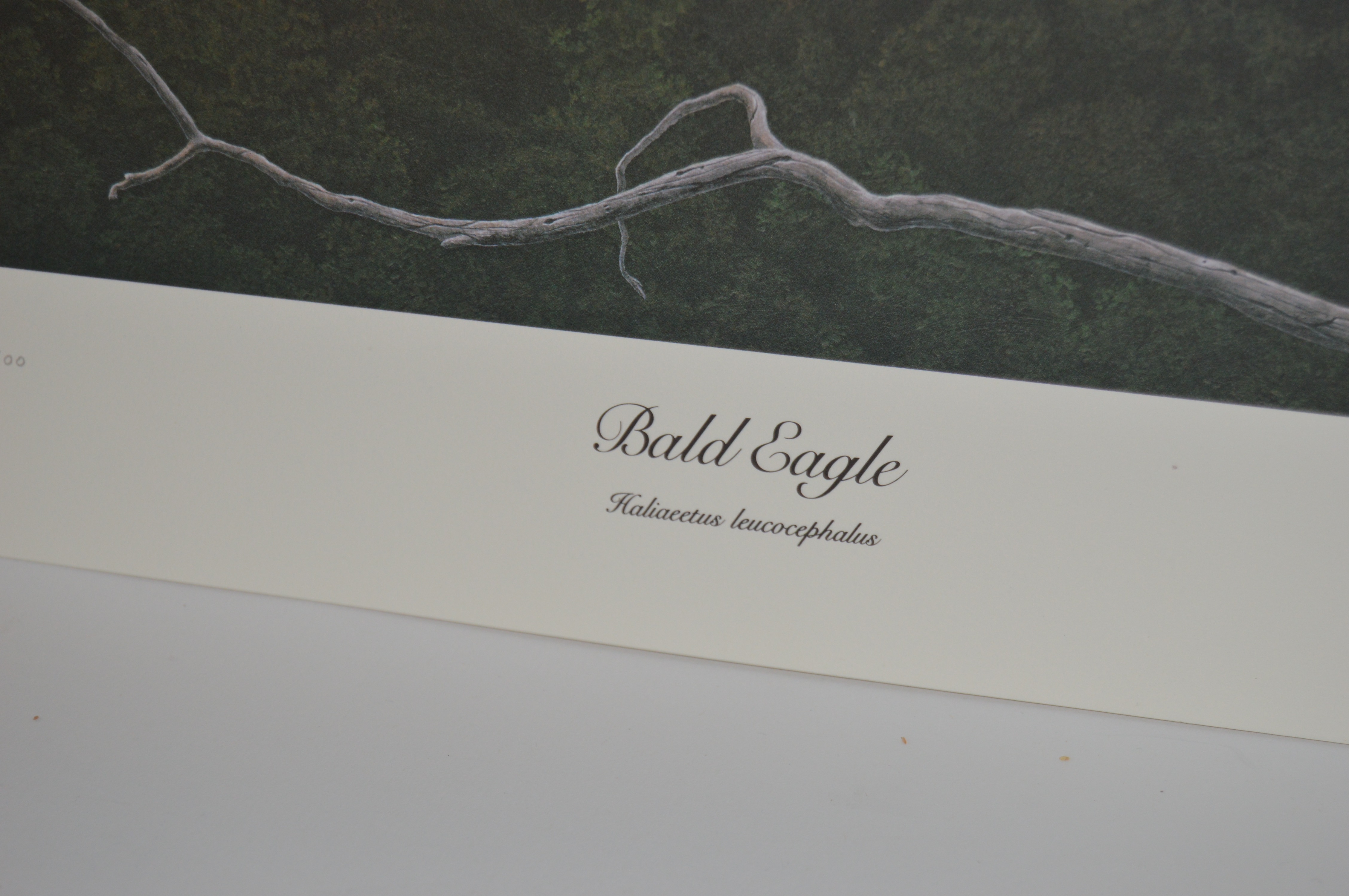 Robert Brandenburg Signed, Numbered "American Eagle" Print