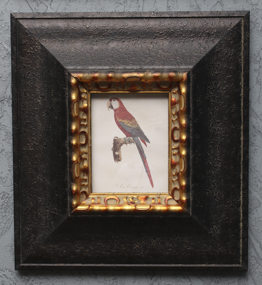 Pair of Offset Lithograph Parrot Prints