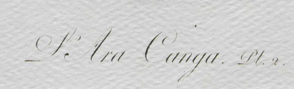 Pair of Offset Lithograph Parrot Prints