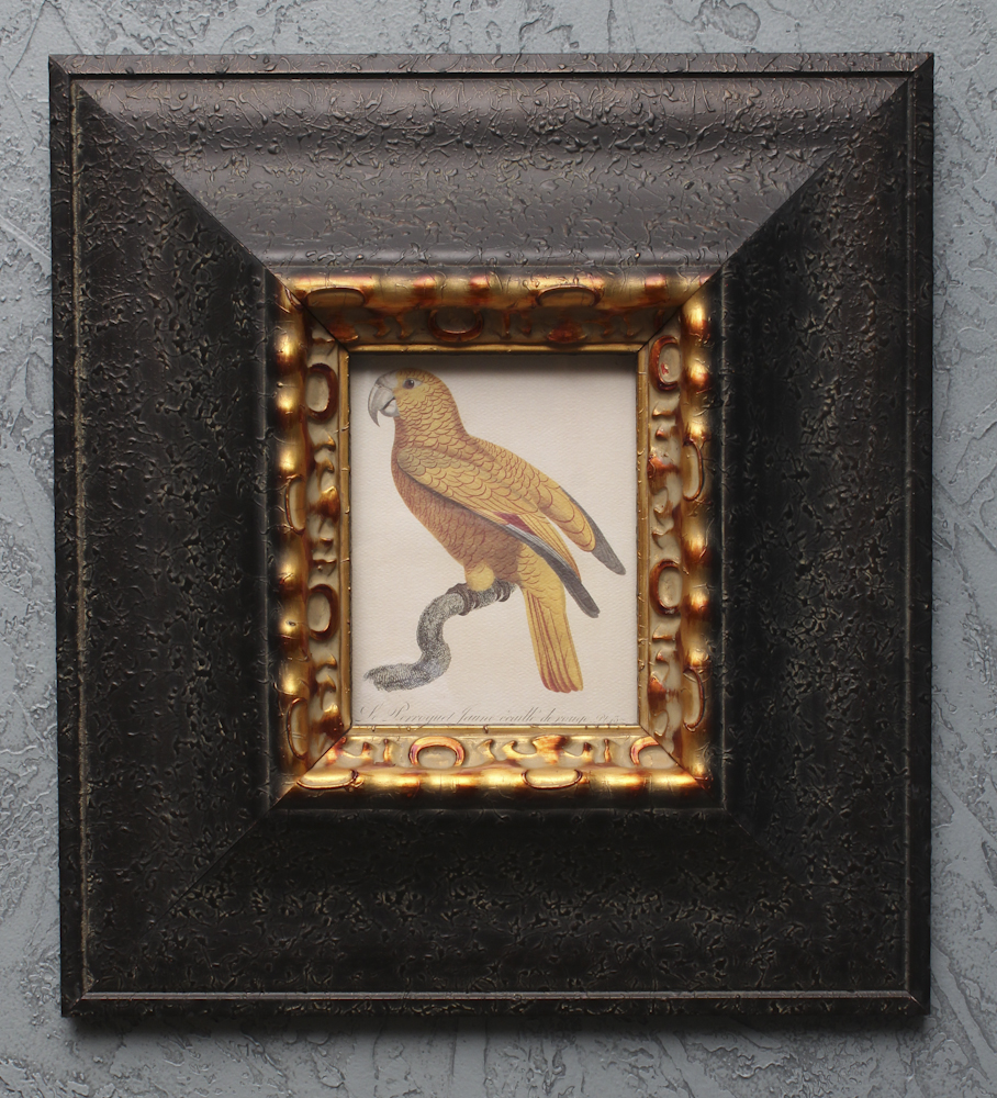 Pair of Offset Lithograph Parrot Prints