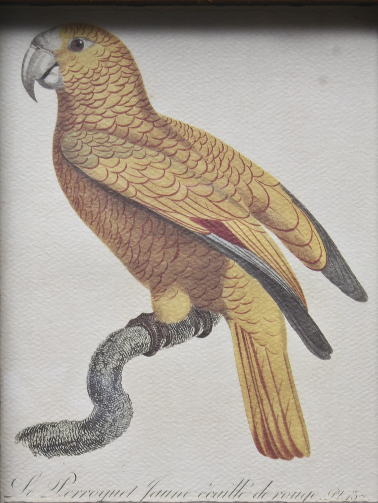 Pair of Offset Lithograph Parrot Prints
