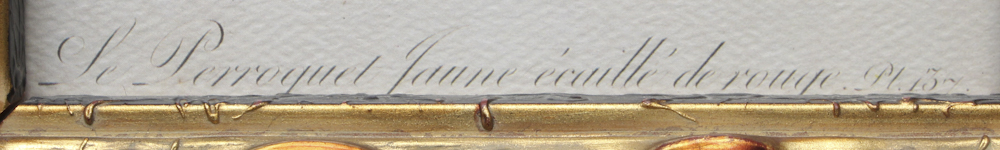 Pair of Offset Lithograph Parrot Prints