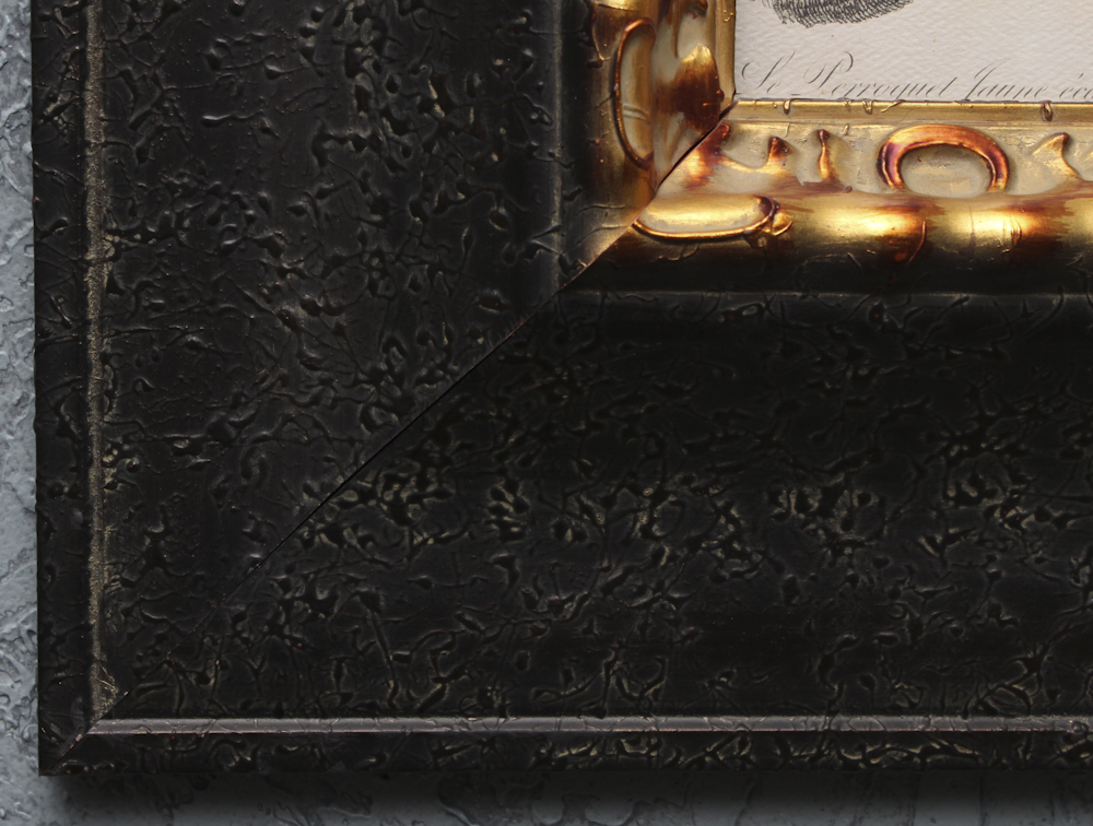 Pair of Offset Lithograph Parrot Prints