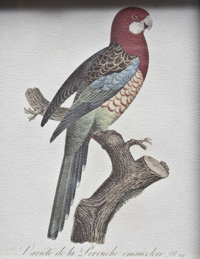 Pair of Offset Lithograph Parrot Prints