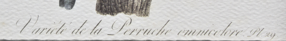 Pair of Offset Lithograph Parrot Prints