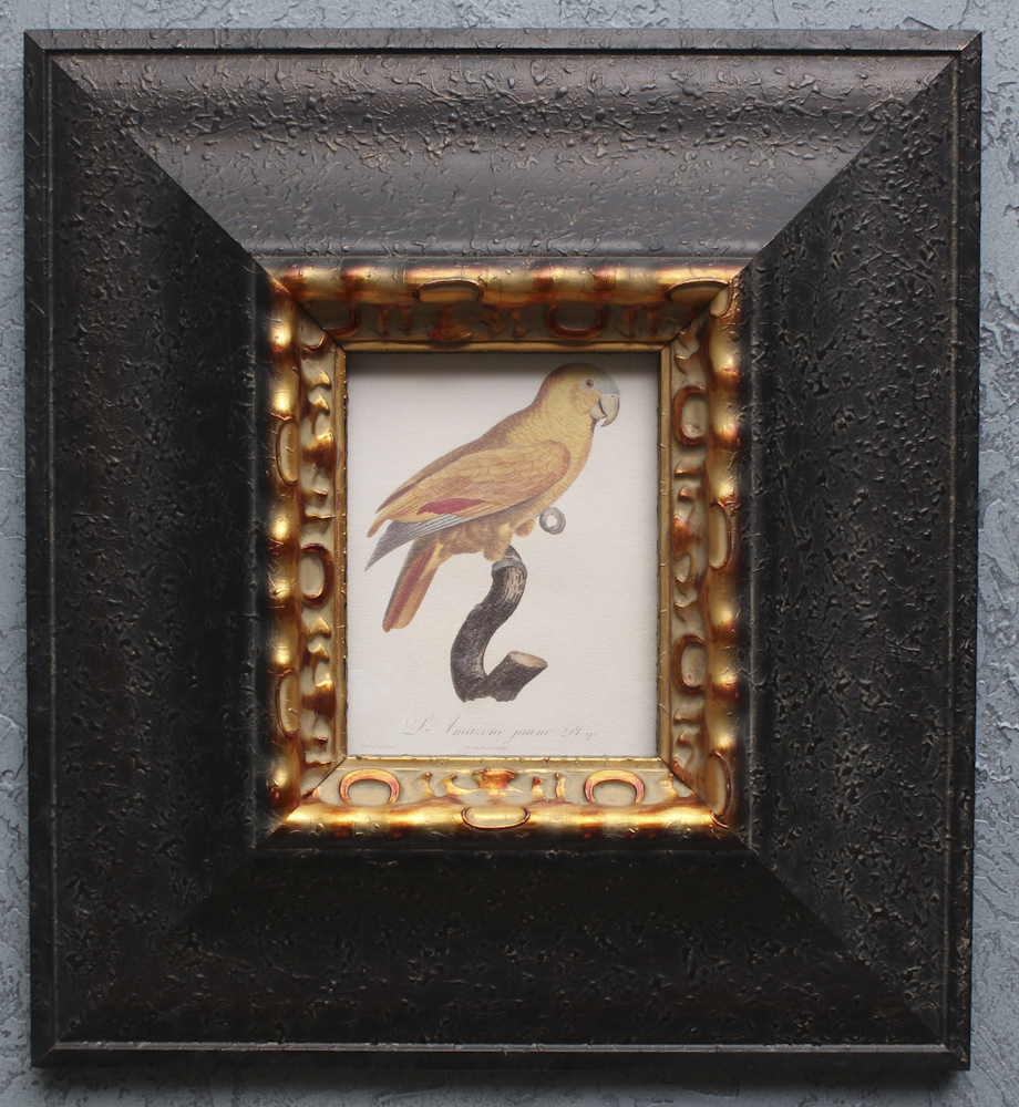 Pair of Offset Lithograph Parrot Prints