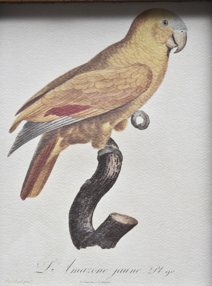 Pair of Offset Lithograph Parrot Prints