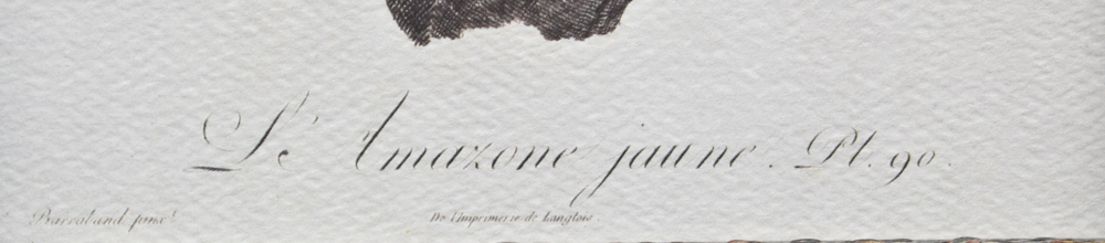 Pair of Offset Lithograph Parrot Prints