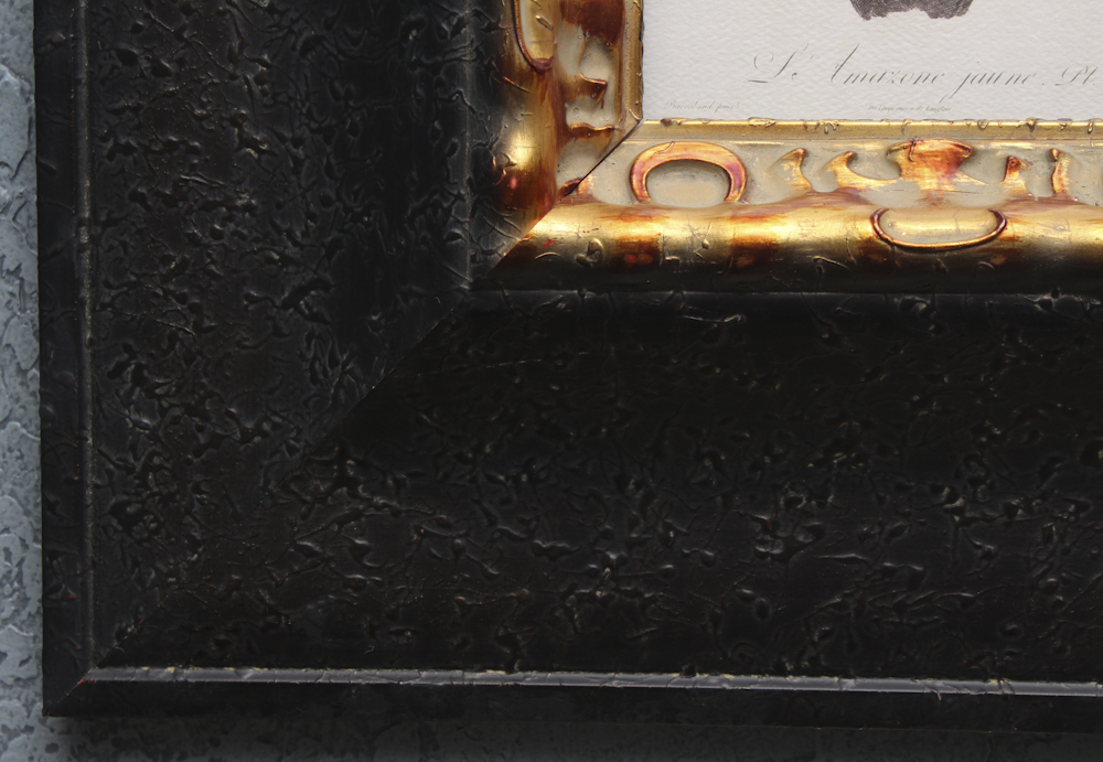 Pair of Offset Lithograph Parrot Prints