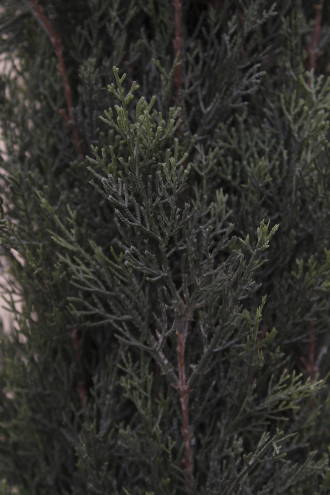 Pair of Silk Fir Topiary Urns