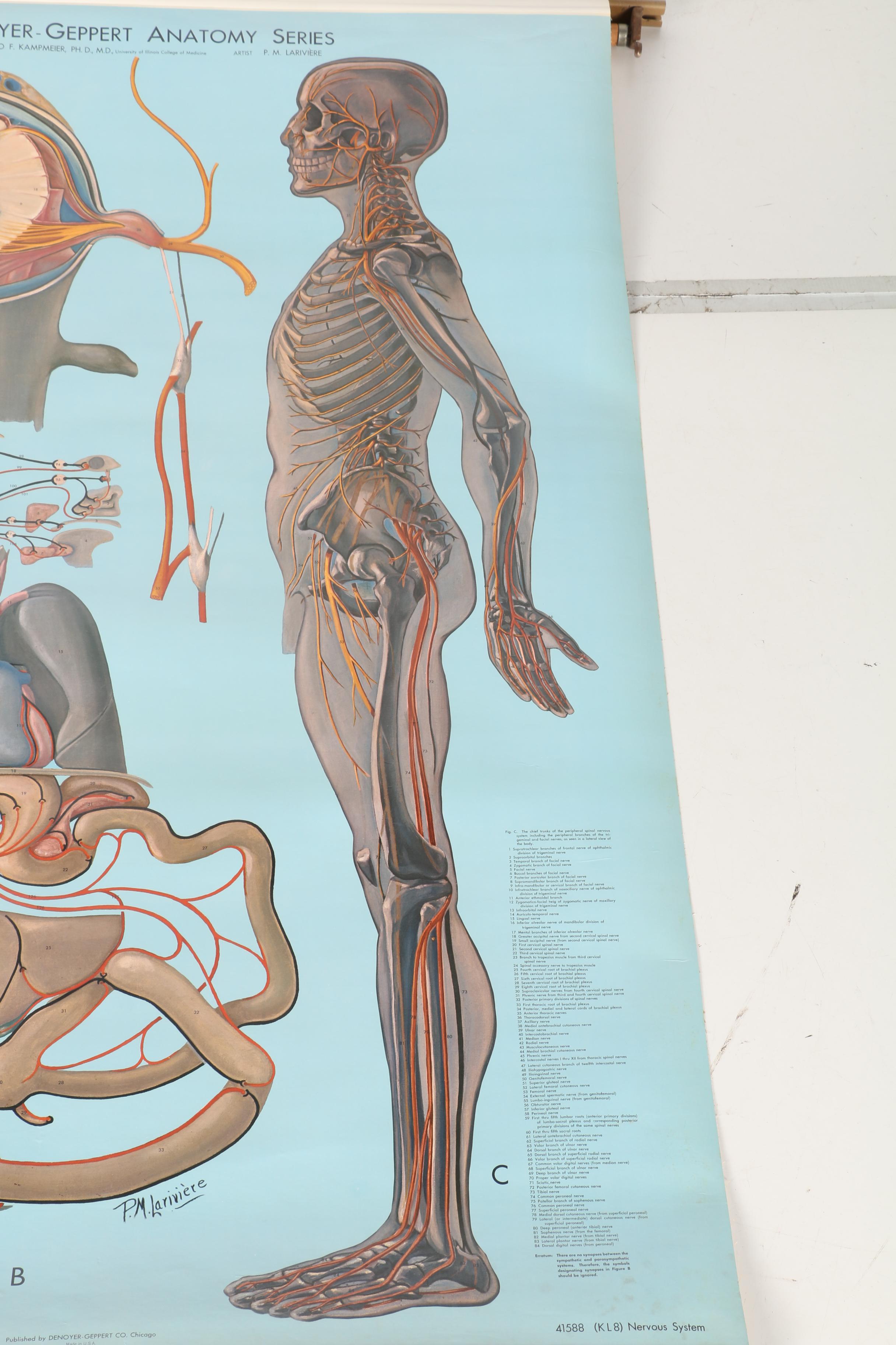 Roll Up Anatomical Poster of the Nervous System