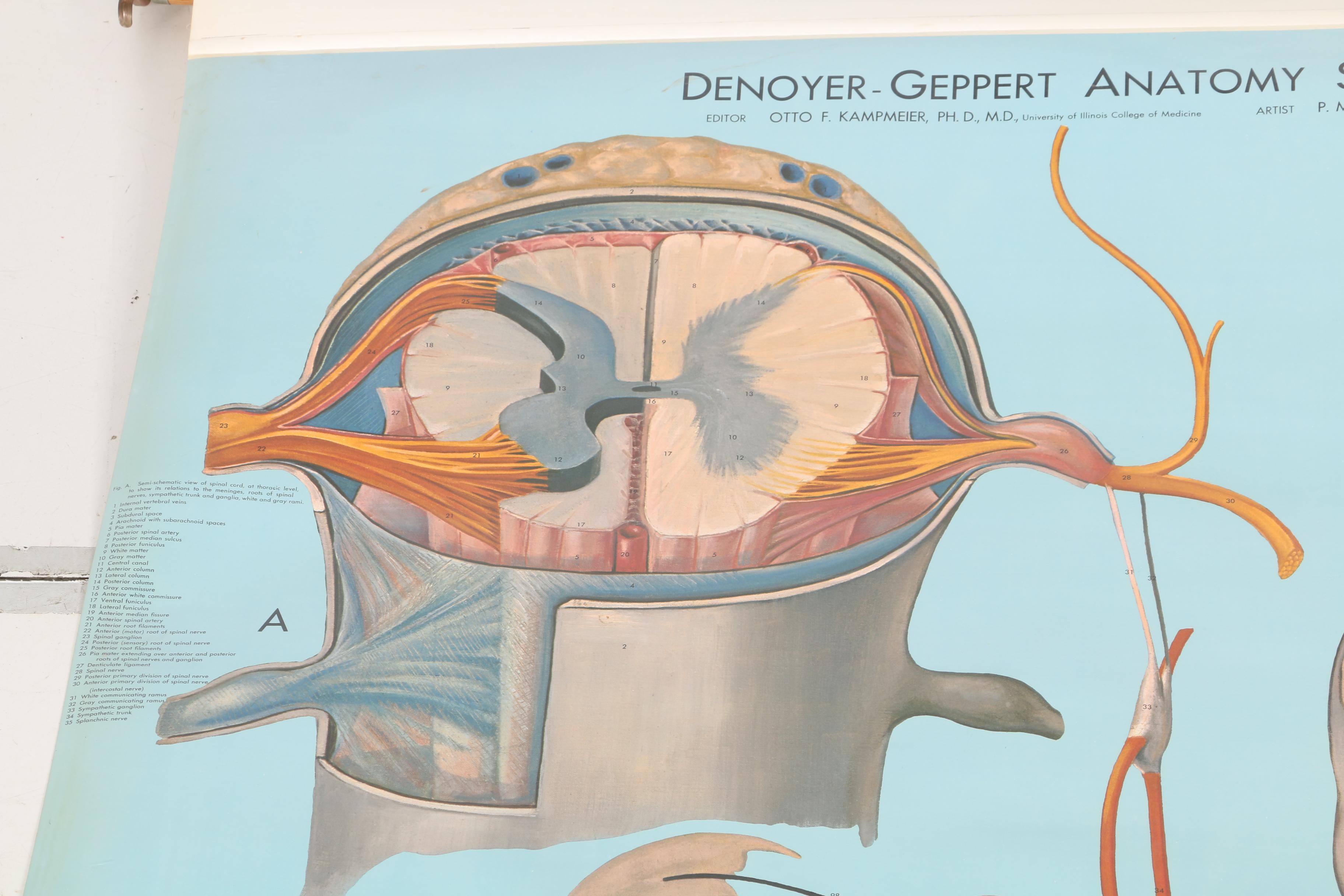 Roll Up Anatomical Poster of the Nervous System