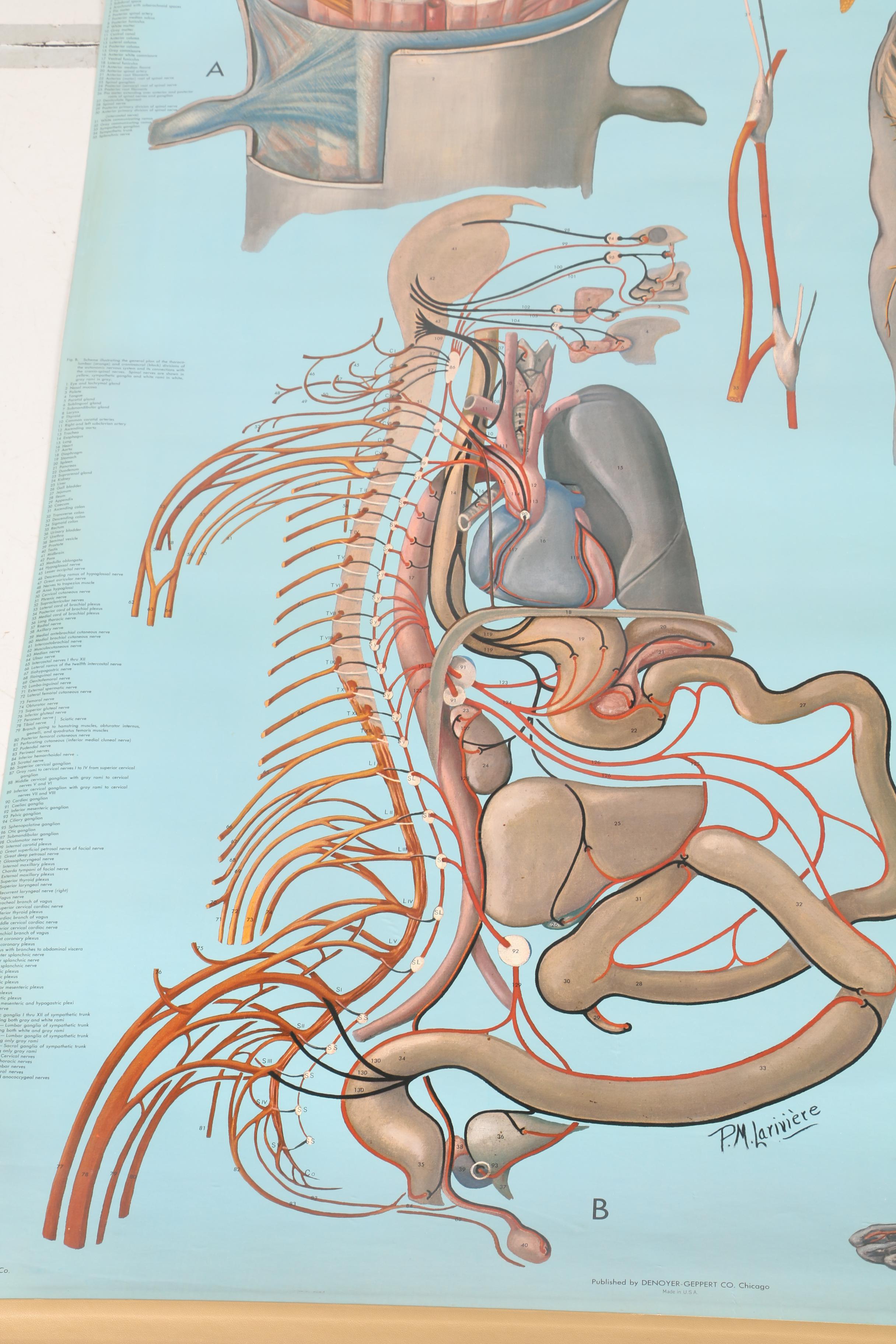Roll Up Anatomical Poster of the Nervous System