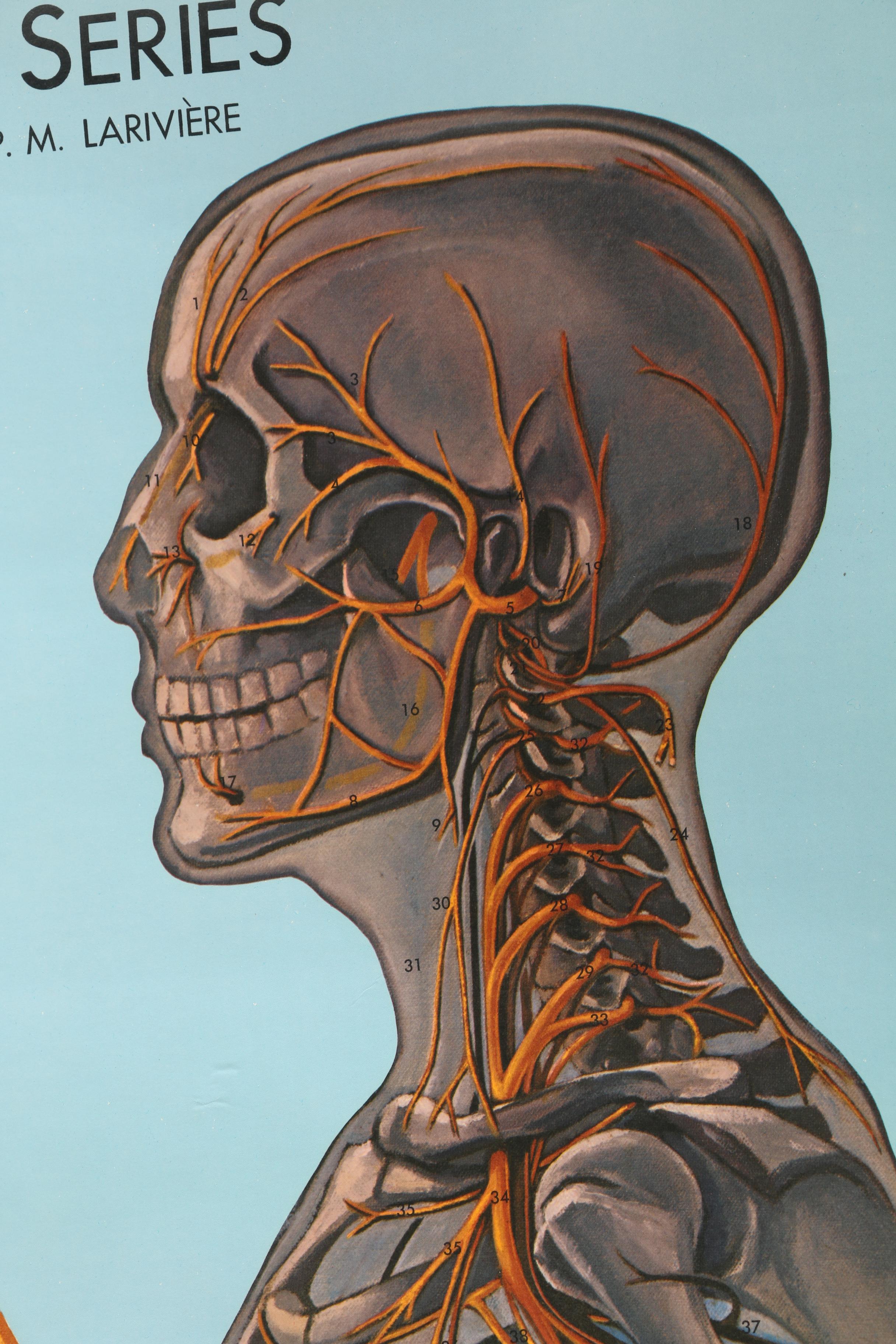 Roll Up Anatomical Poster of the Nervous System