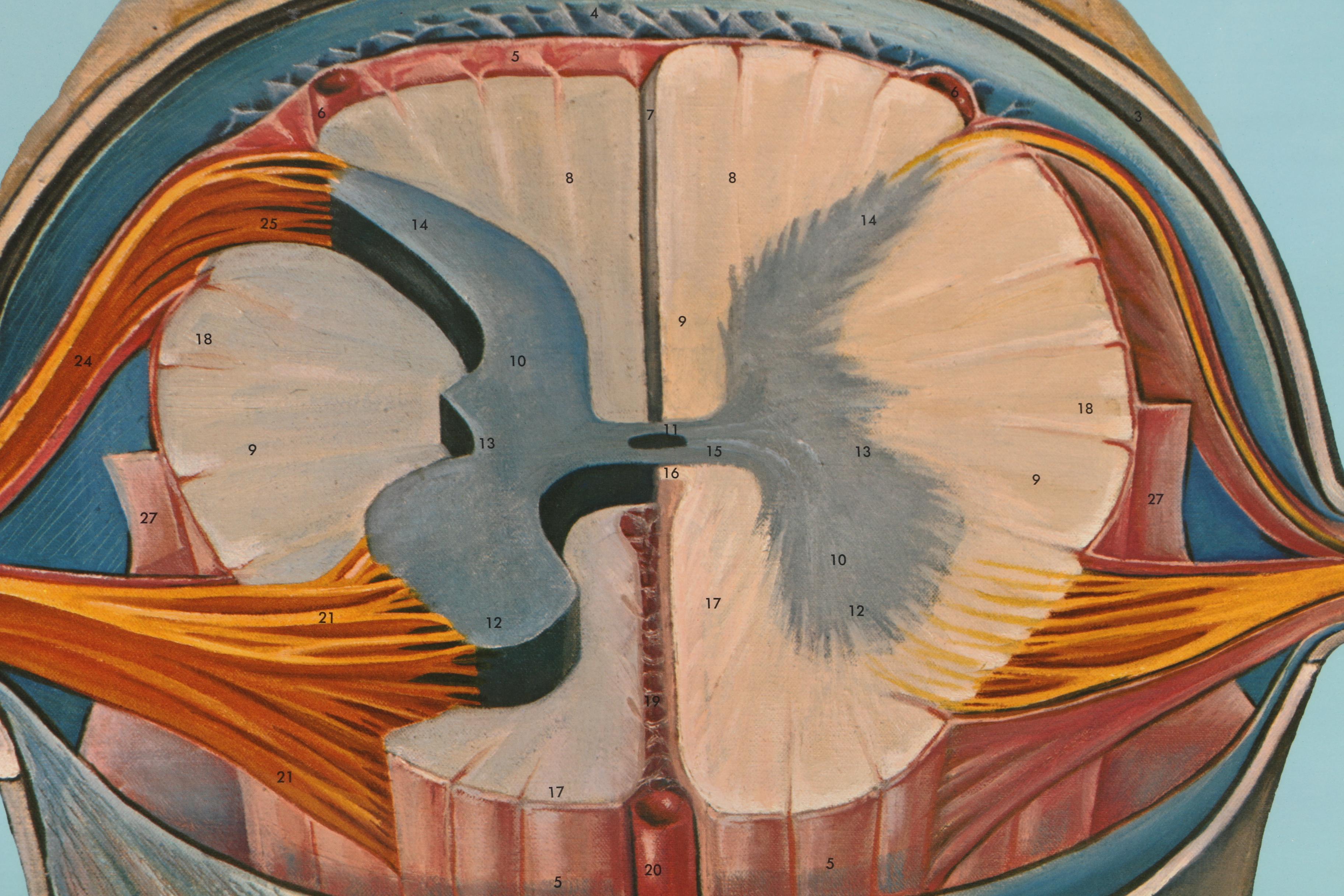 Roll Up Anatomical Poster of the Nervous System