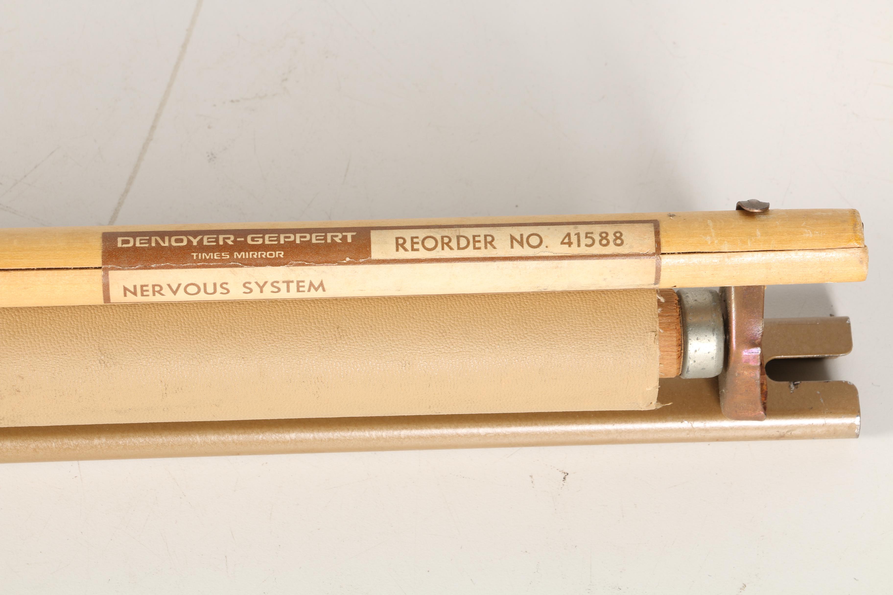 Roll Up Anatomical Poster of the Nervous System