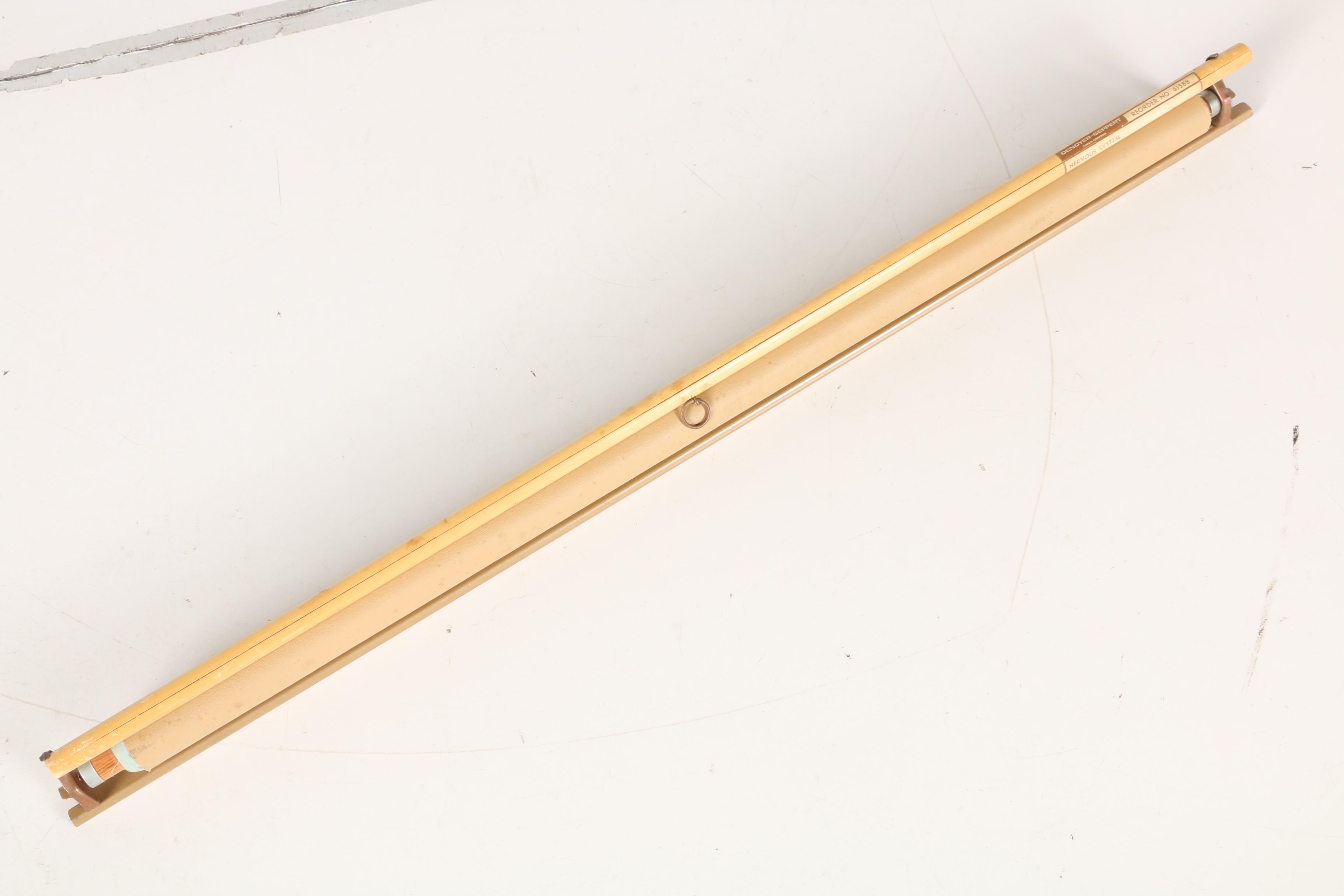 Roll Up Anatomical Poster of the Nervous System