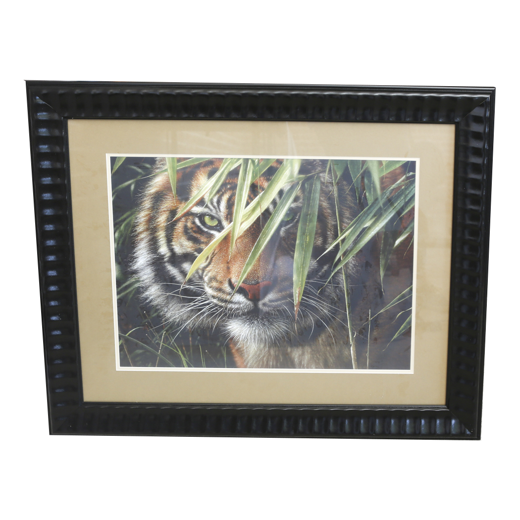 Framed Print of a Tiger