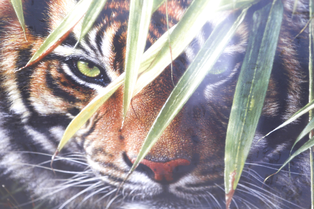 Framed Print of a Tiger