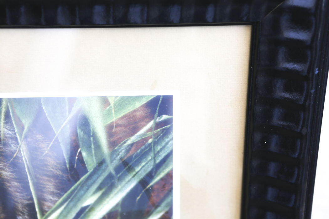 Framed Print of a Tiger