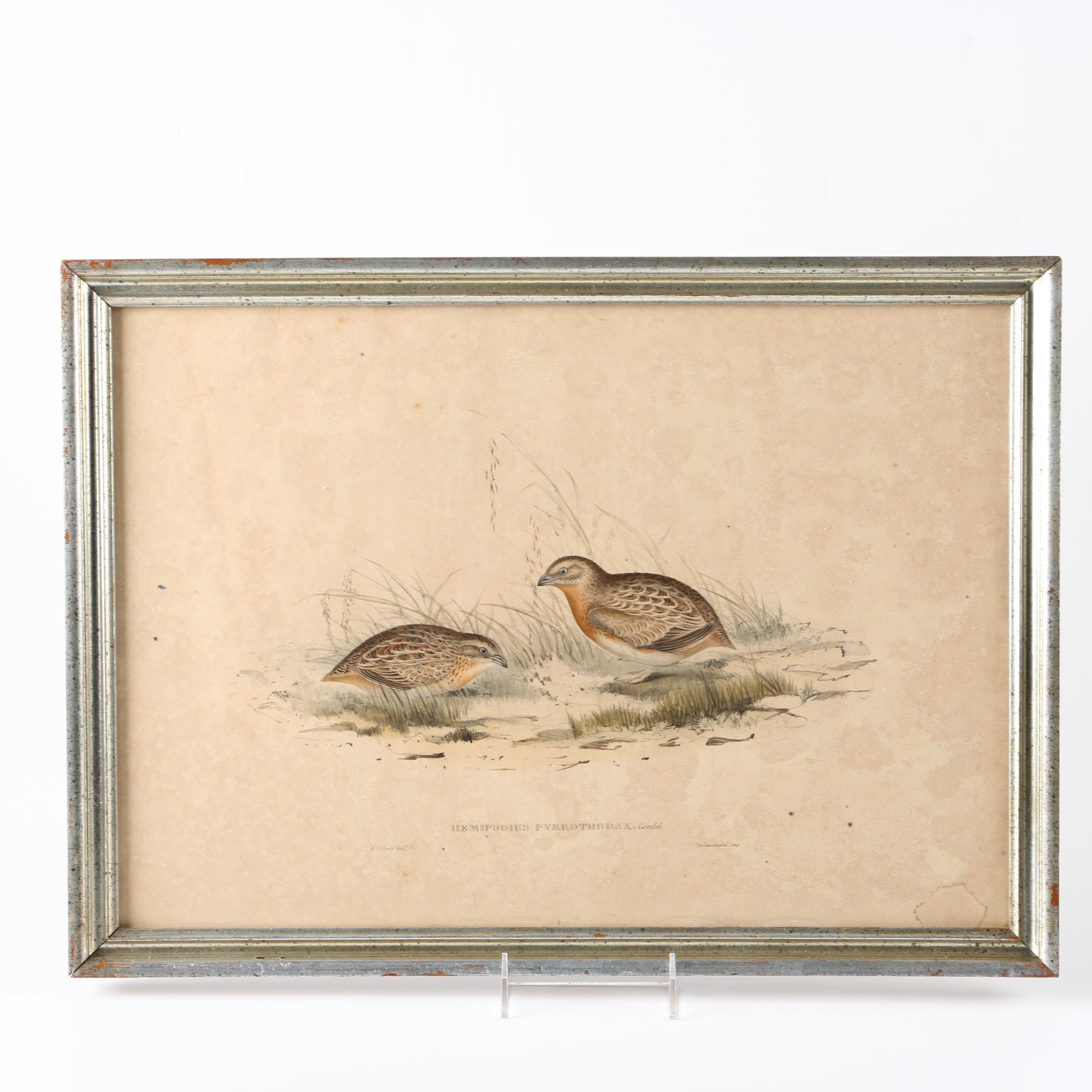 Gould Hand Colored Ornithological Lithograph "Hemipodius Pyrrothorax"