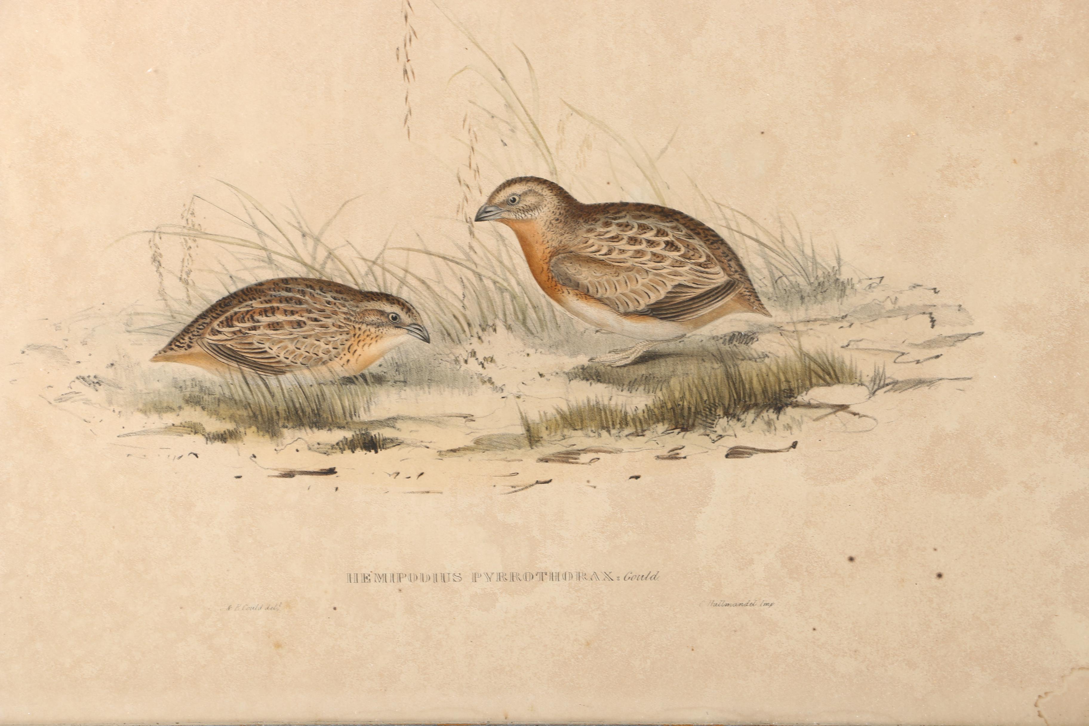 Gould Hand Colored Ornithological Lithograph "Hemipodius Pyrrothorax"