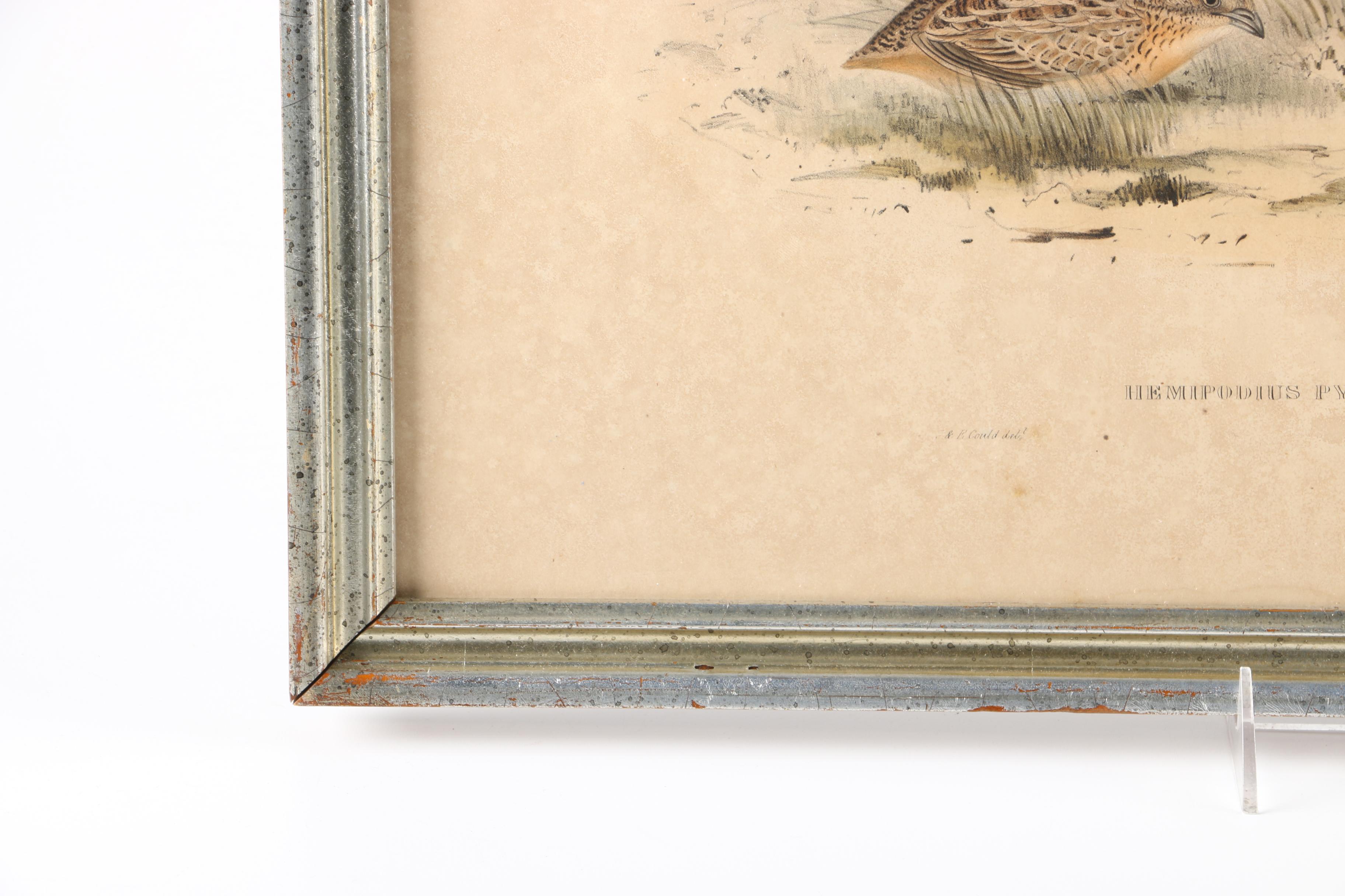 Gould Hand Colored Ornithological Lithograph "Hemipodius Pyrrothorax"