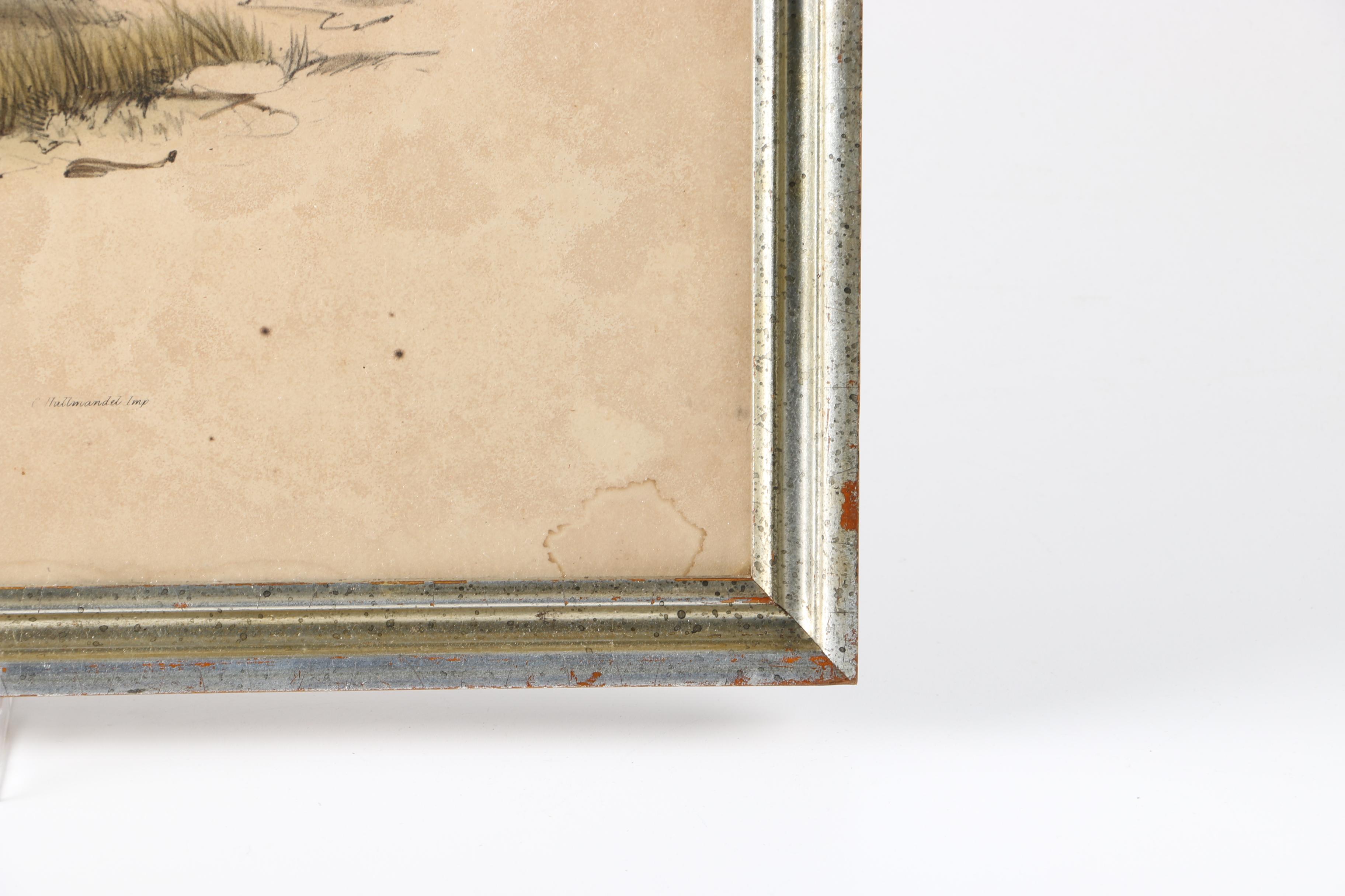 Gould Hand Colored Ornithological Lithograph "Hemipodius Pyrrothorax"