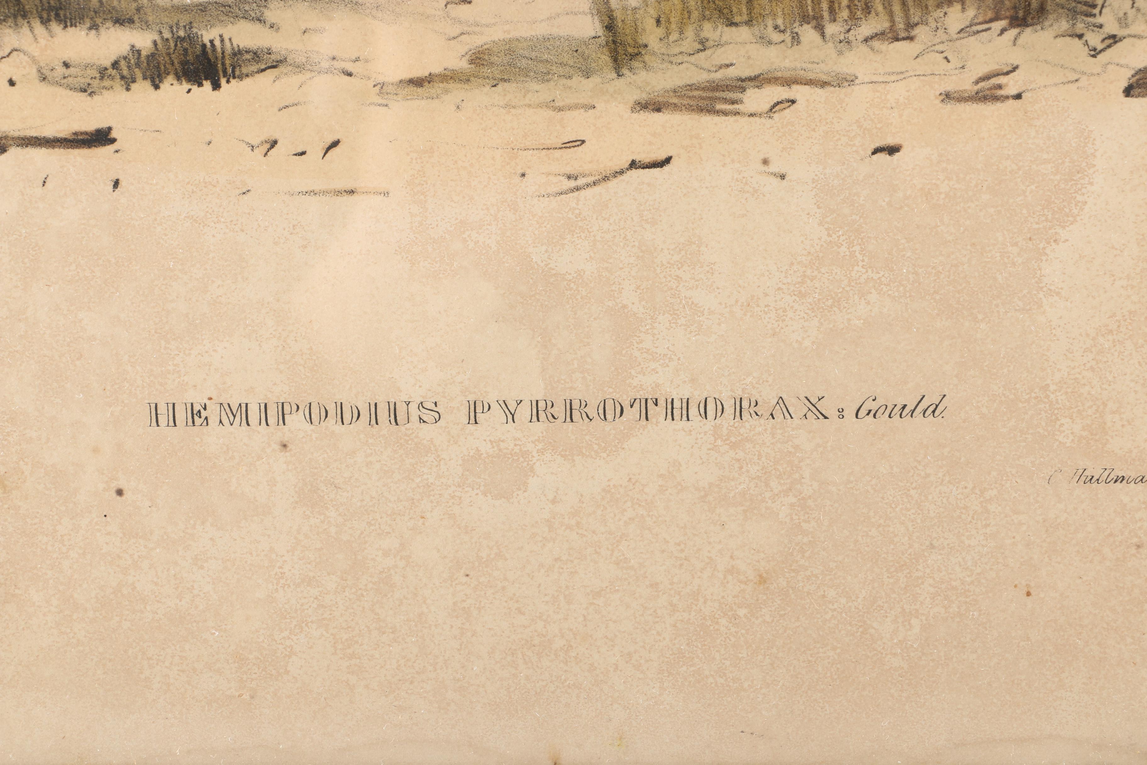 Gould Hand Colored Ornithological Lithograph "Hemipodius Pyrrothorax"