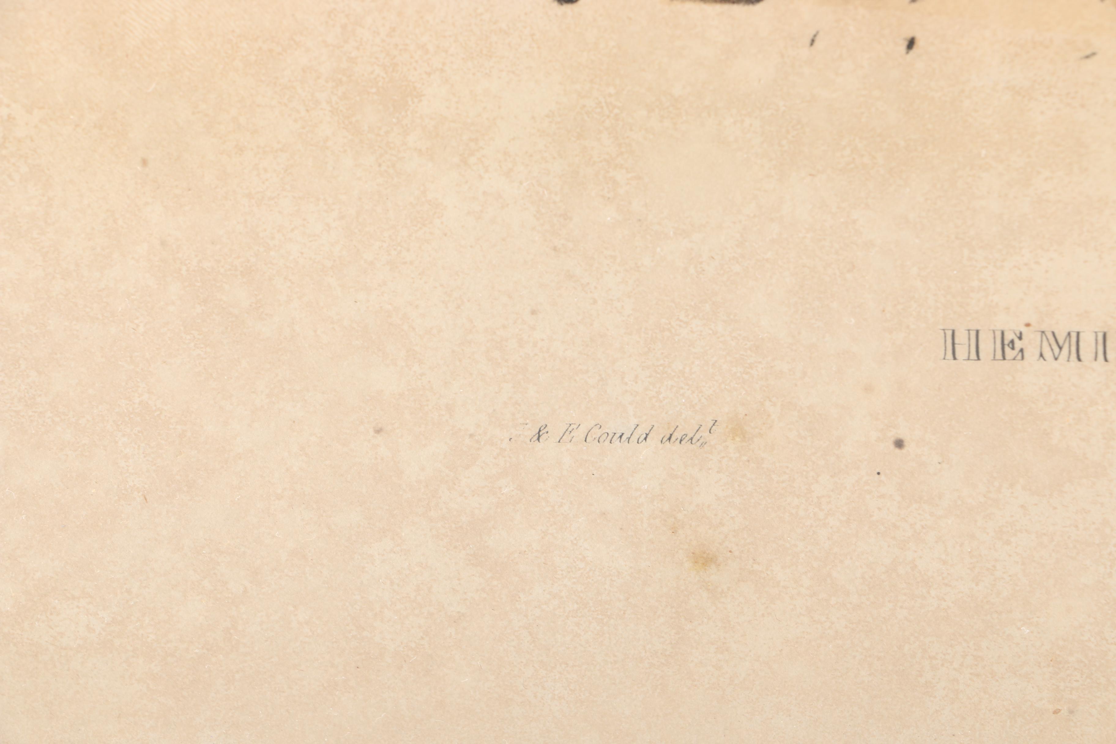 Gould Hand Colored Ornithological Lithograph "Hemipodius Pyrrothorax"