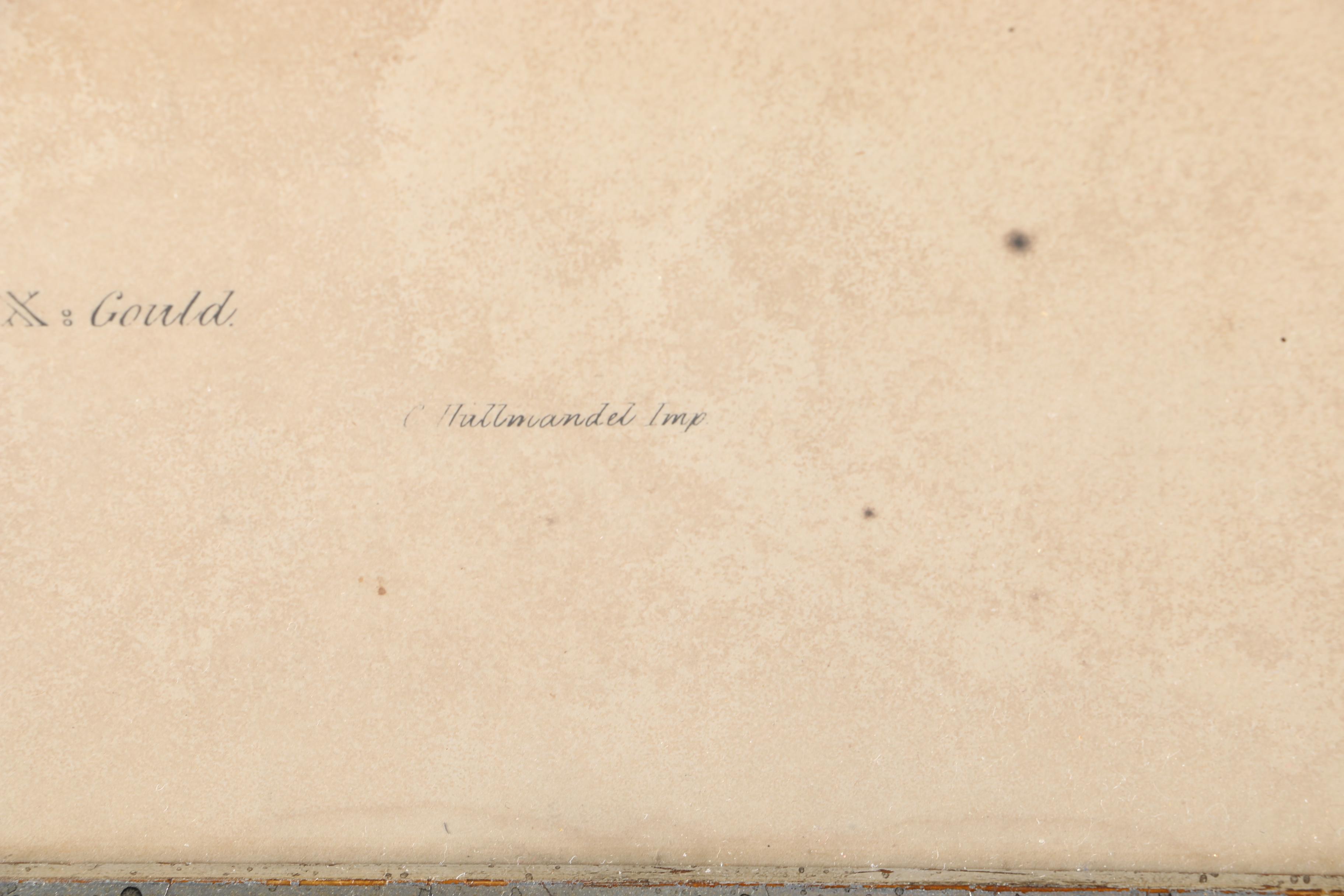 Gould Hand Colored Ornithological Lithograph "Hemipodius Pyrrothorax"