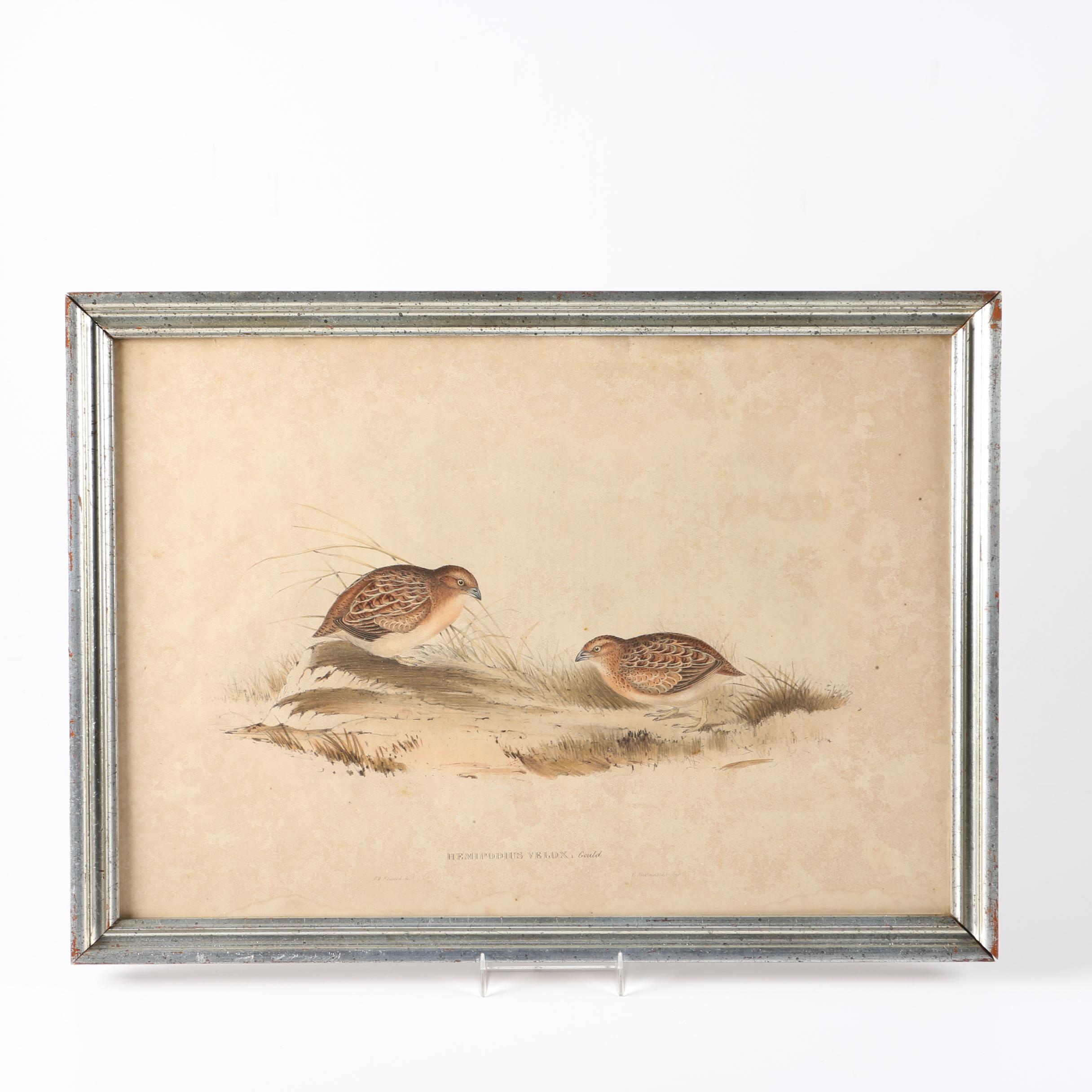 Elizabeth Gould Hand-Colored Lithograph "Hemipodius Velox"