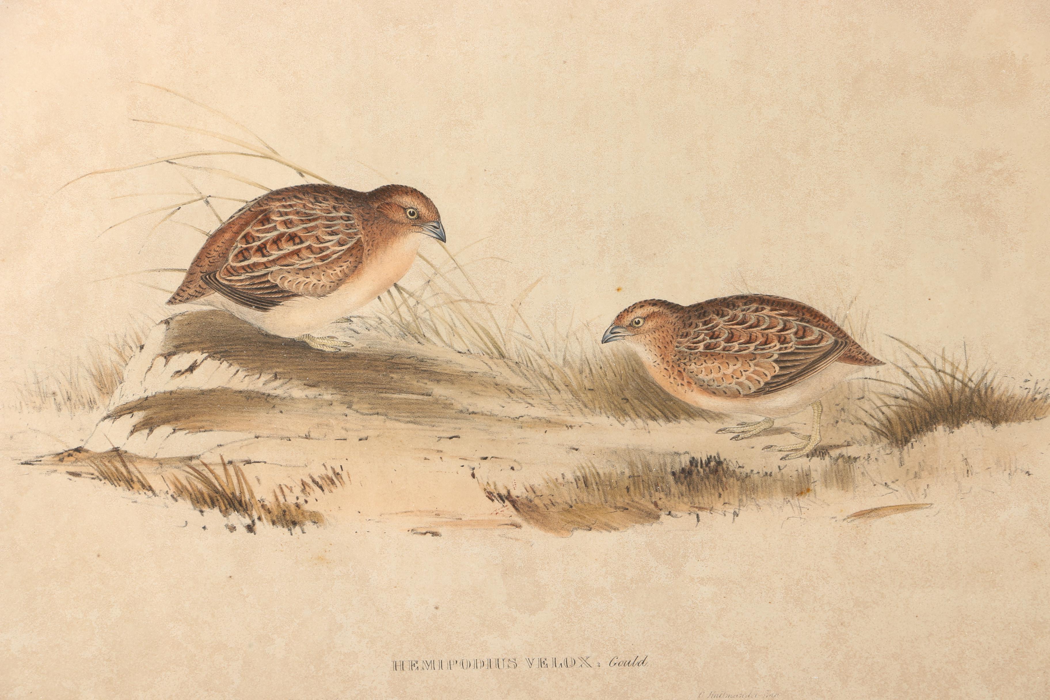 Elizabeth Gould Hand-Colored Lithograph "Hemipodius Velox"